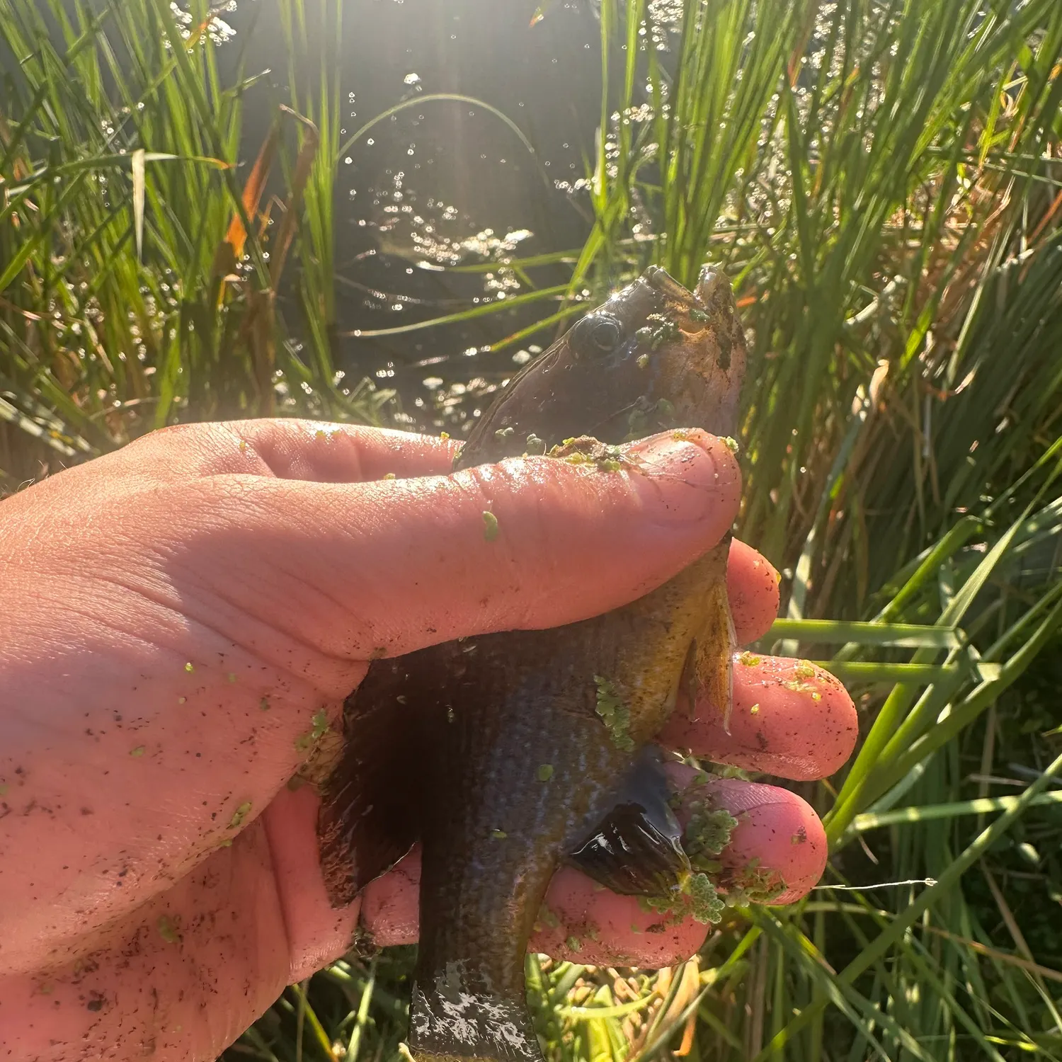 Green sunfish caught on Fishbrain
