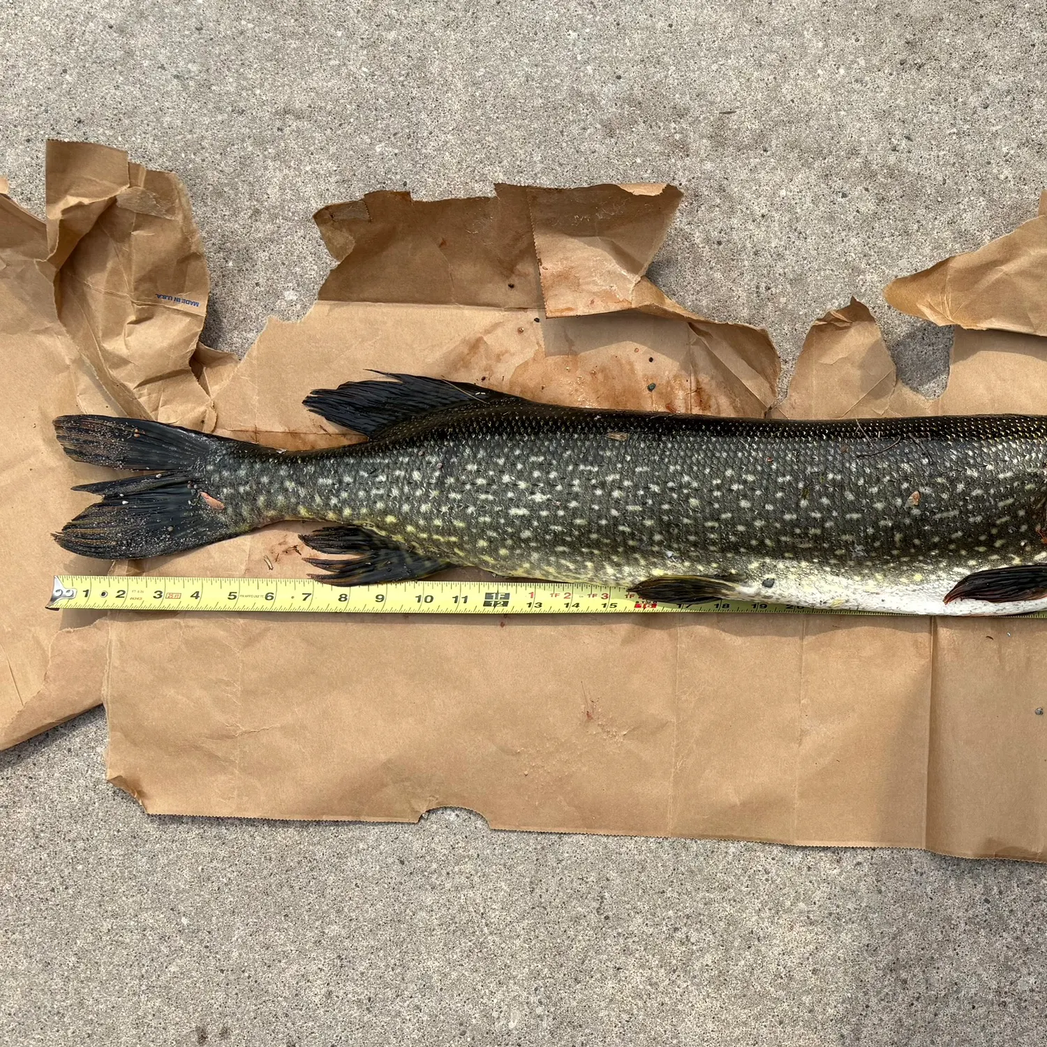 recently logged catches