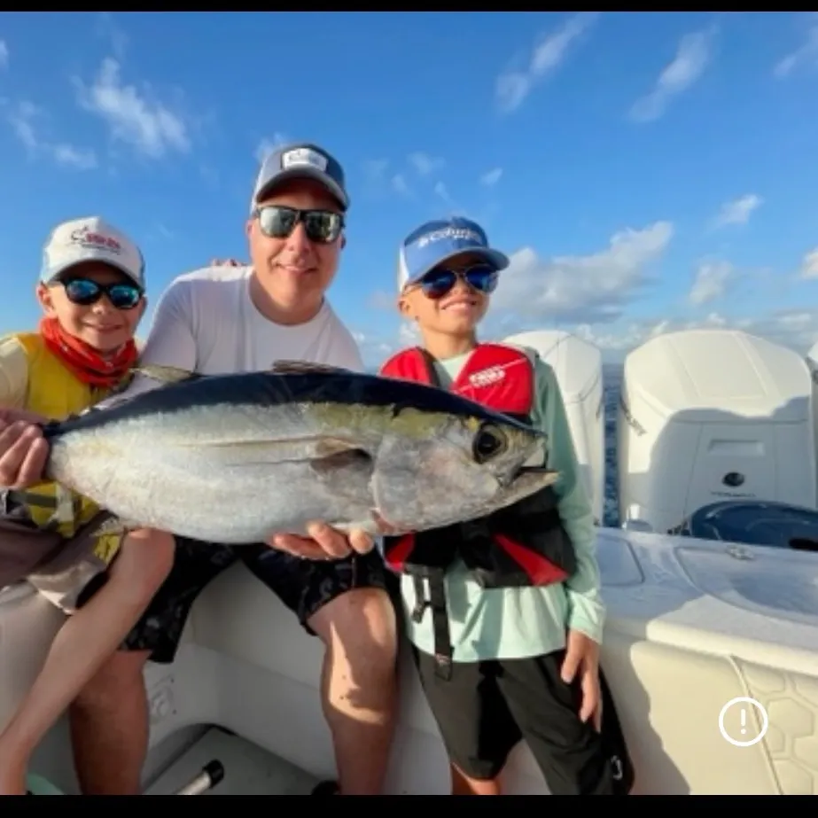 The most recent Blackfin tuna catches on Fishbrain