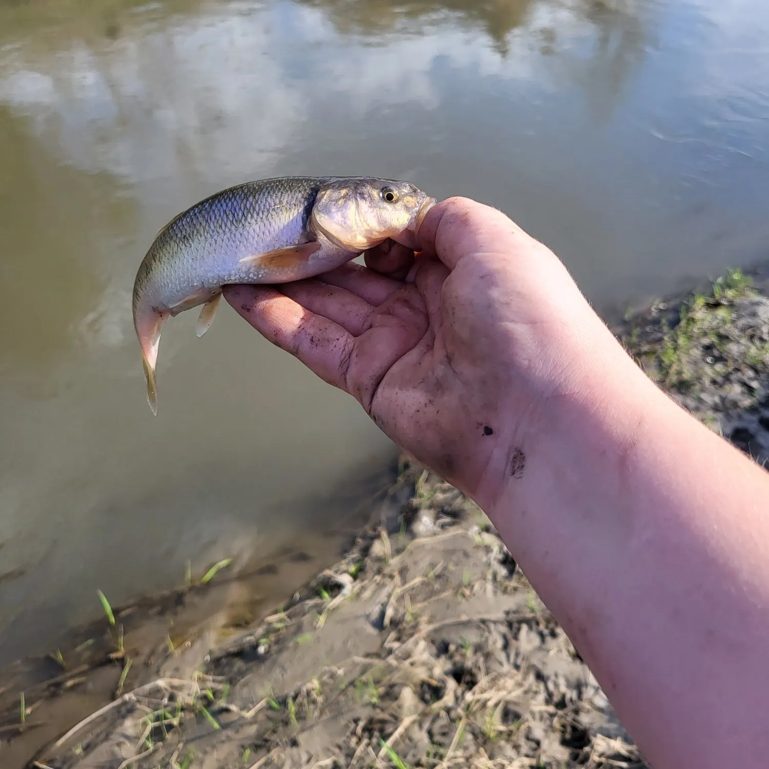 Creek chub caught on Fishbrain