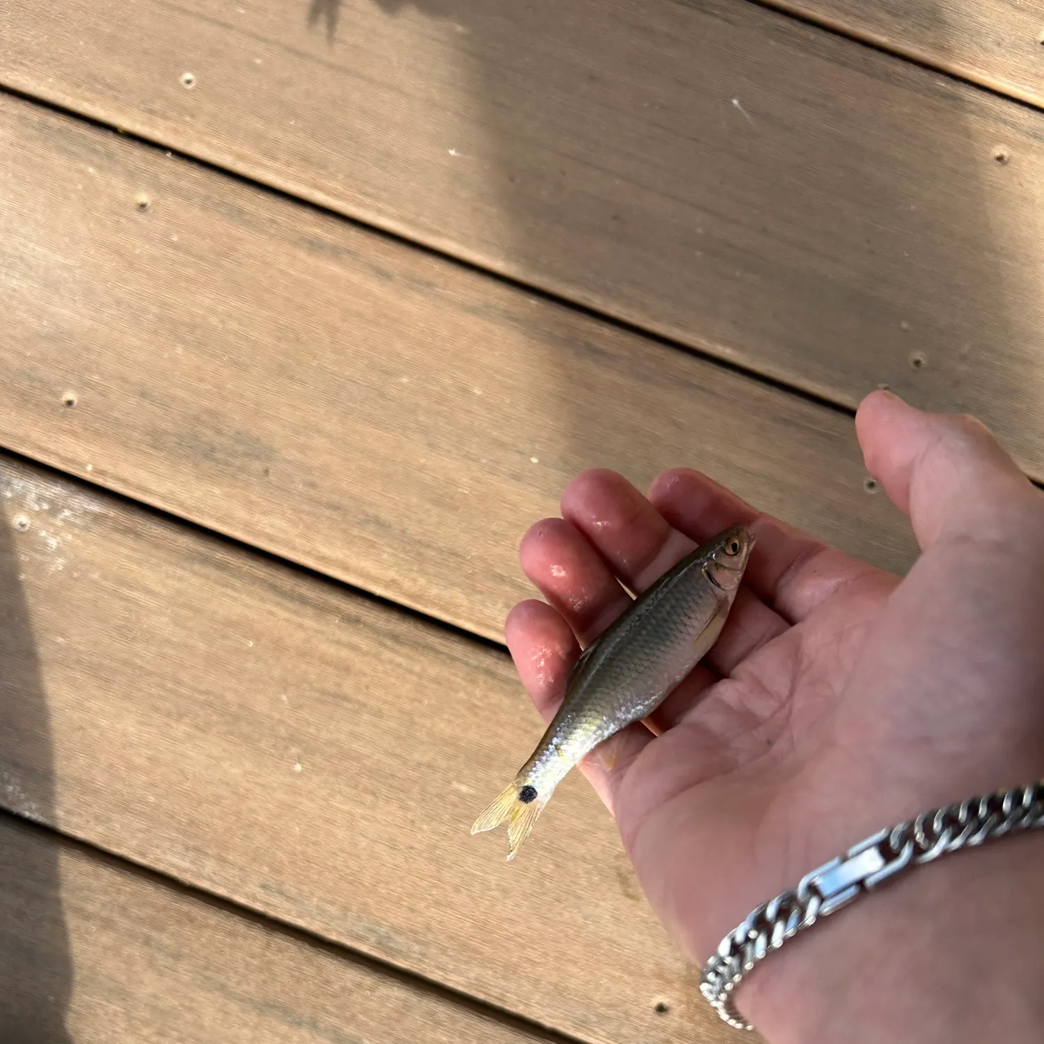 The most recent Striped shiner catches on Fishbrain