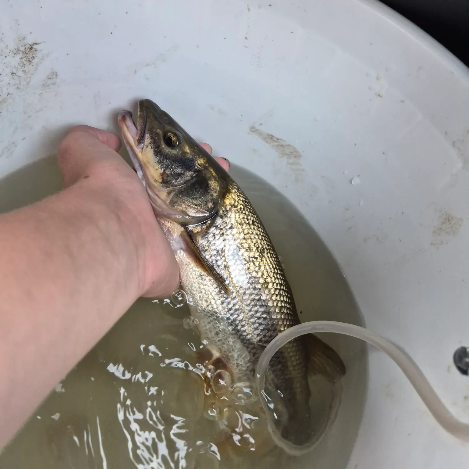 catch