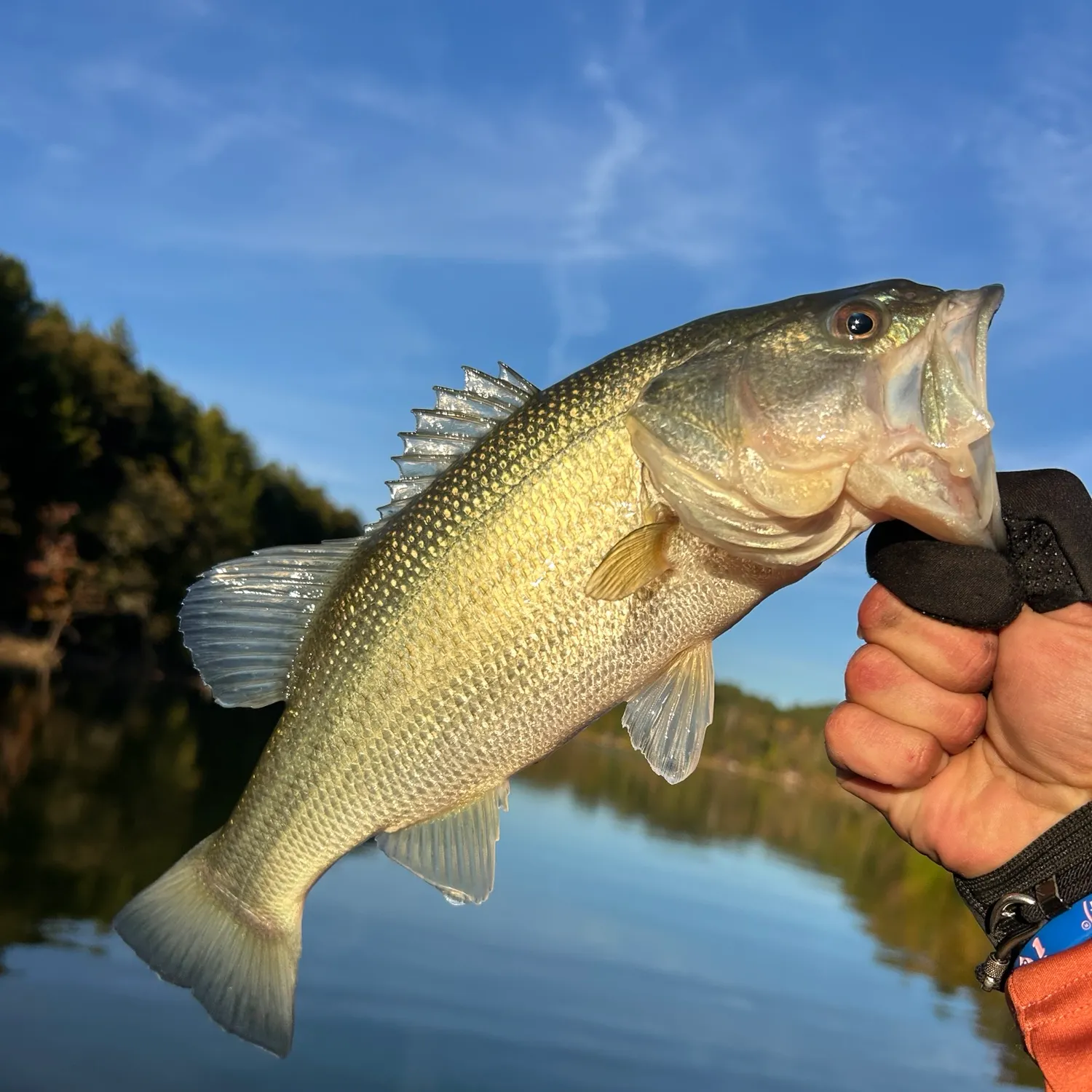White bass caught on Fishbrain