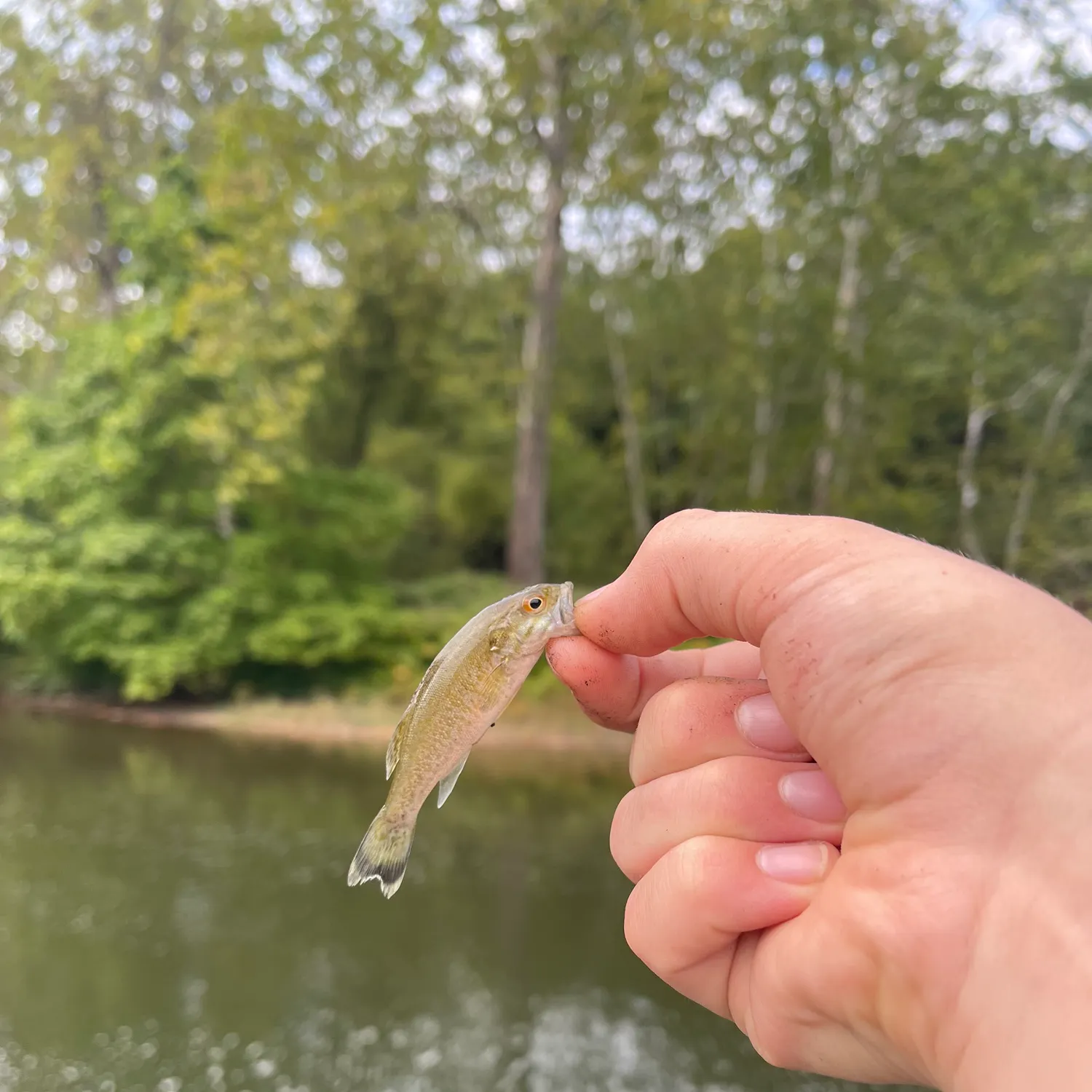 Smallmouth bass caught on Fishbrain