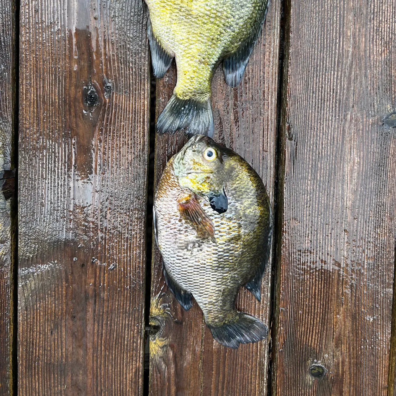 Bluegill caught on Fishbrain