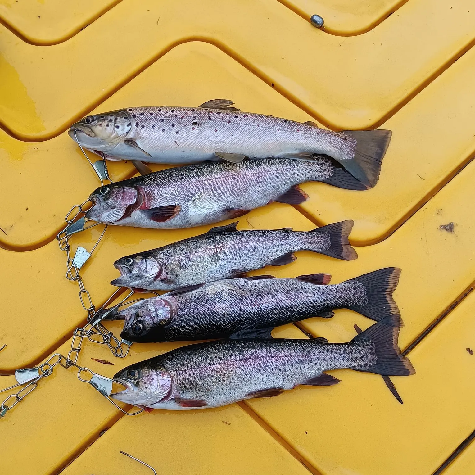 recently logged catches
