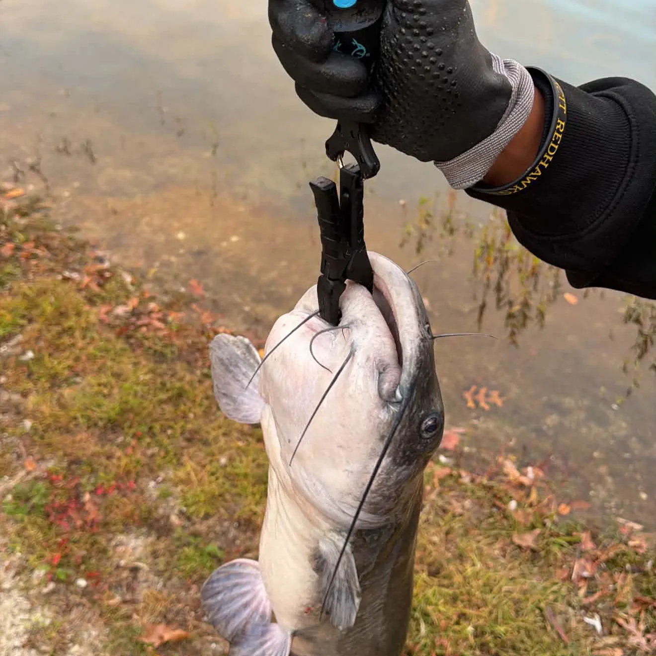 Channel catfish caught on Fishbrain