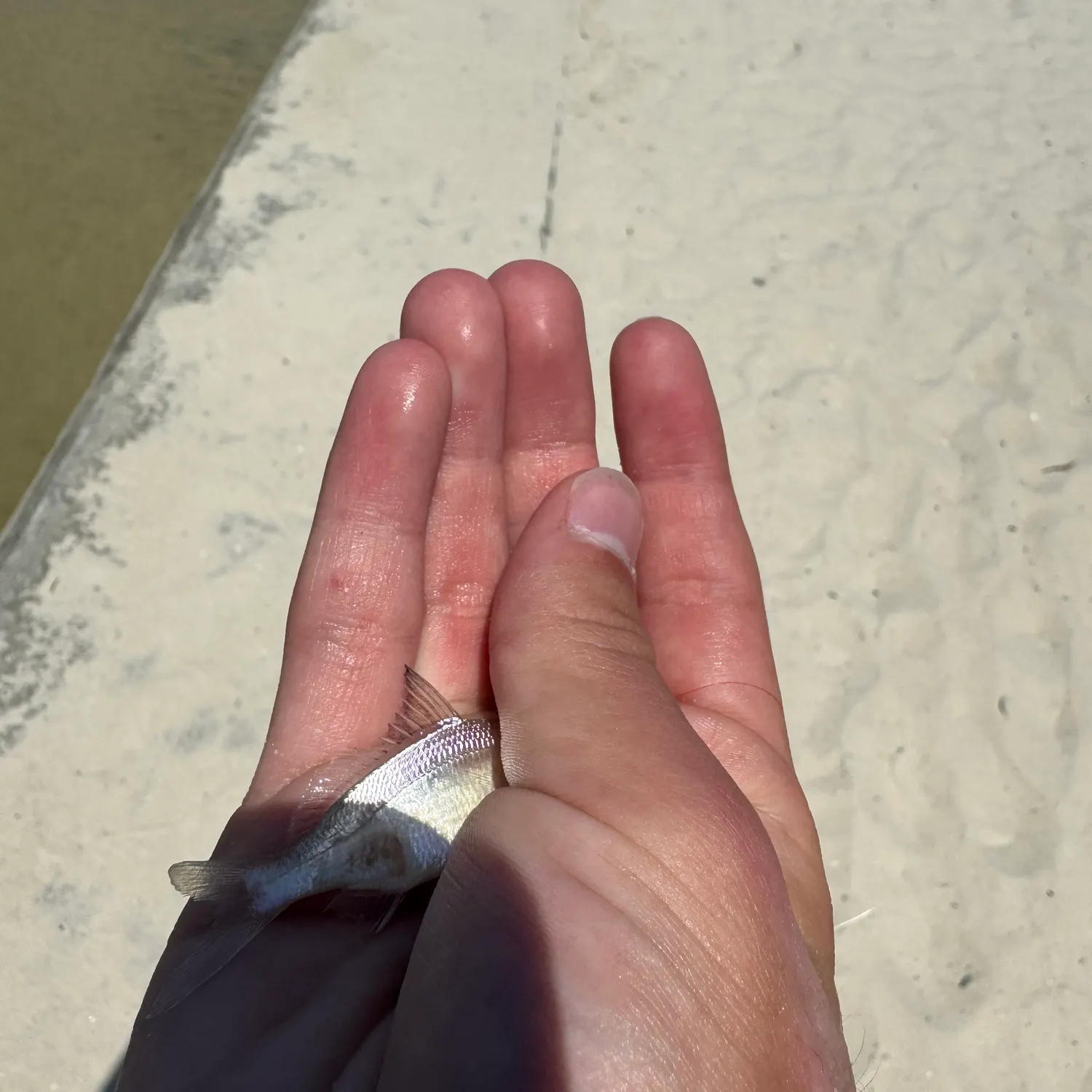 Atlantic spotfin mojarra caught on Fishbrain
