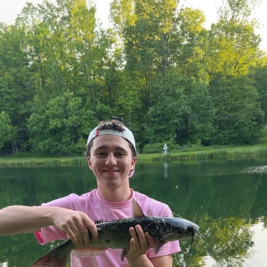 Channel catfish caught on Fishbrain