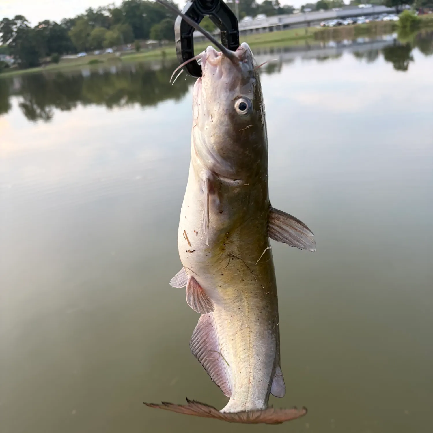 Channel catfish caught on Fishbrain
