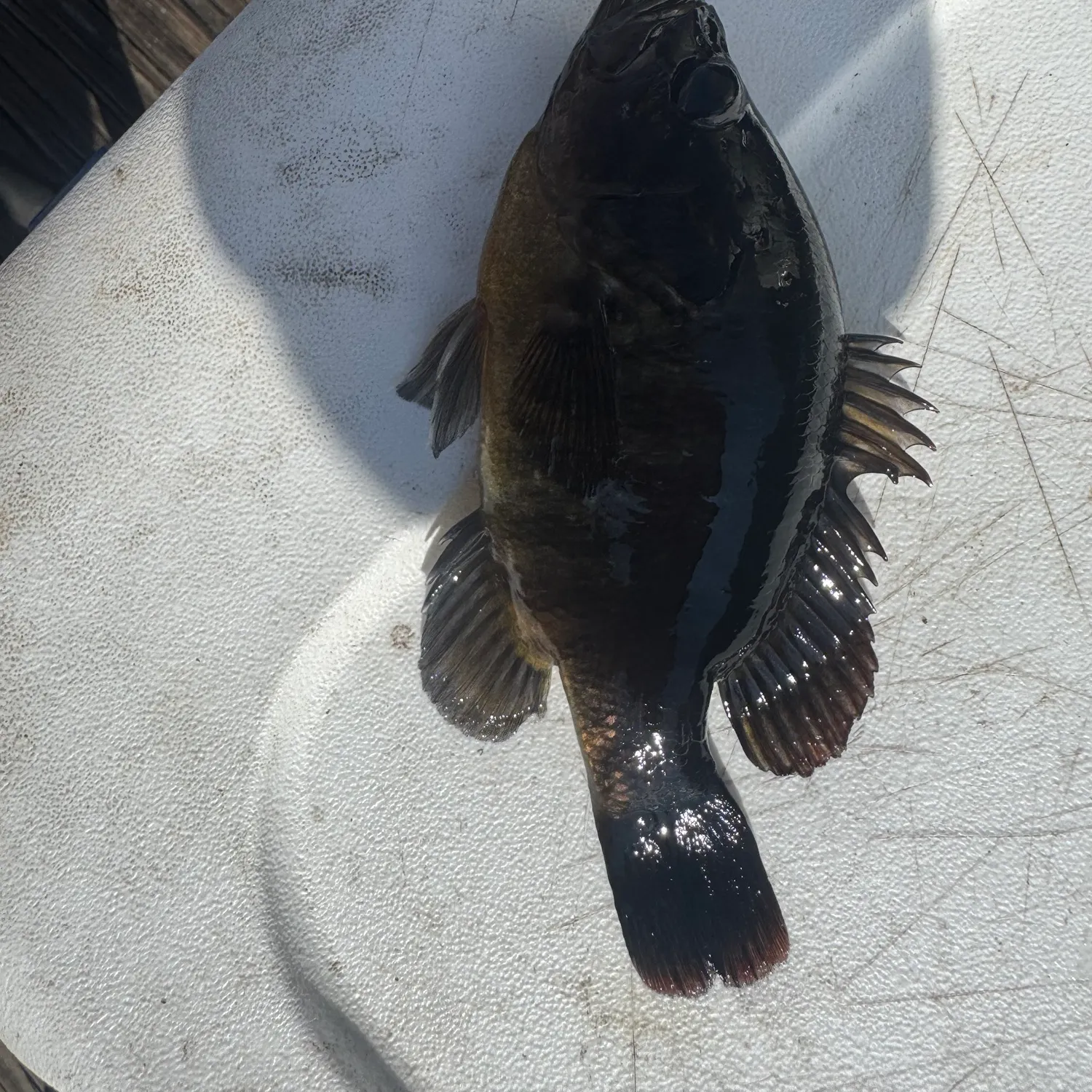 Warmouth caught on Fishbrain