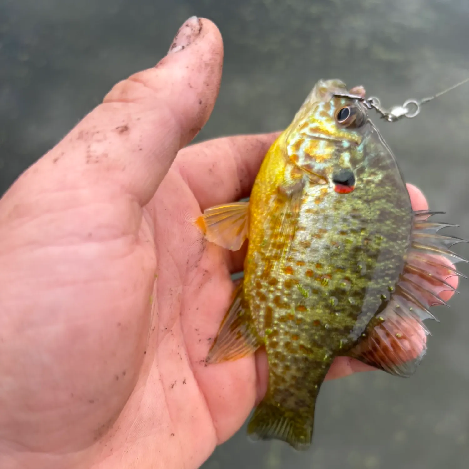 Pumpkinseed caught on Fishbrain