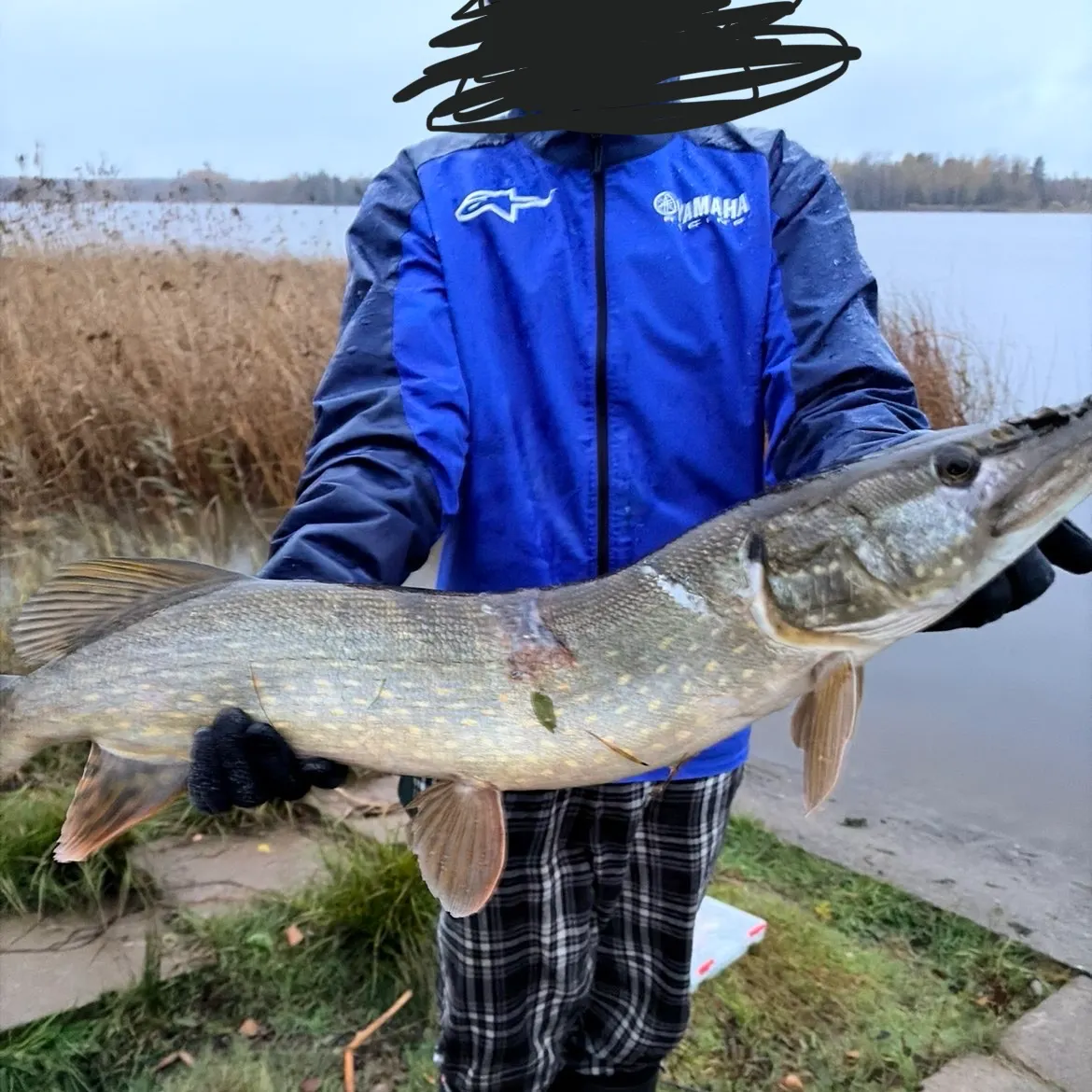 Northern pike caught on Fishbrain