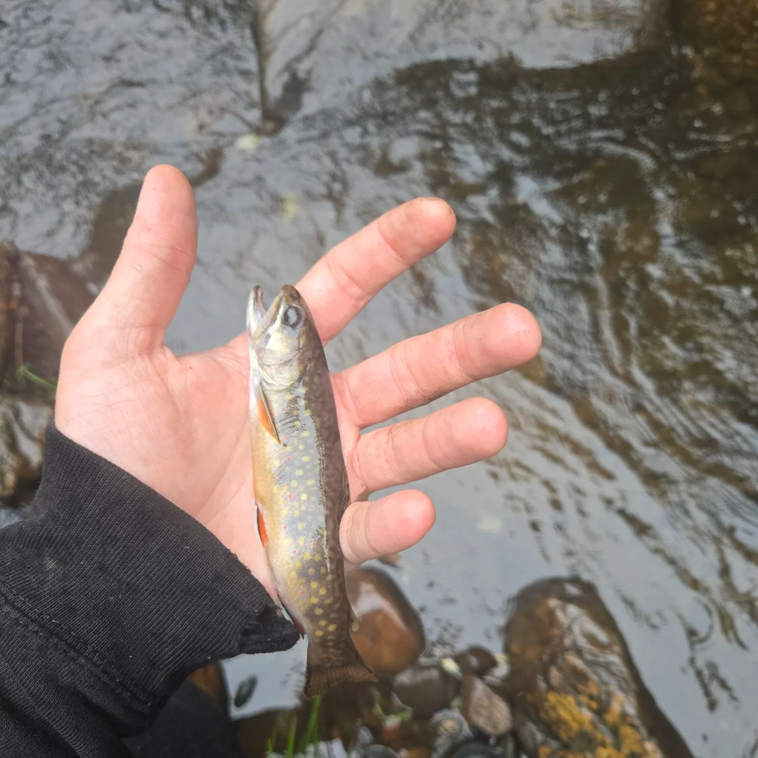 Brook trout caught on Fishbrain