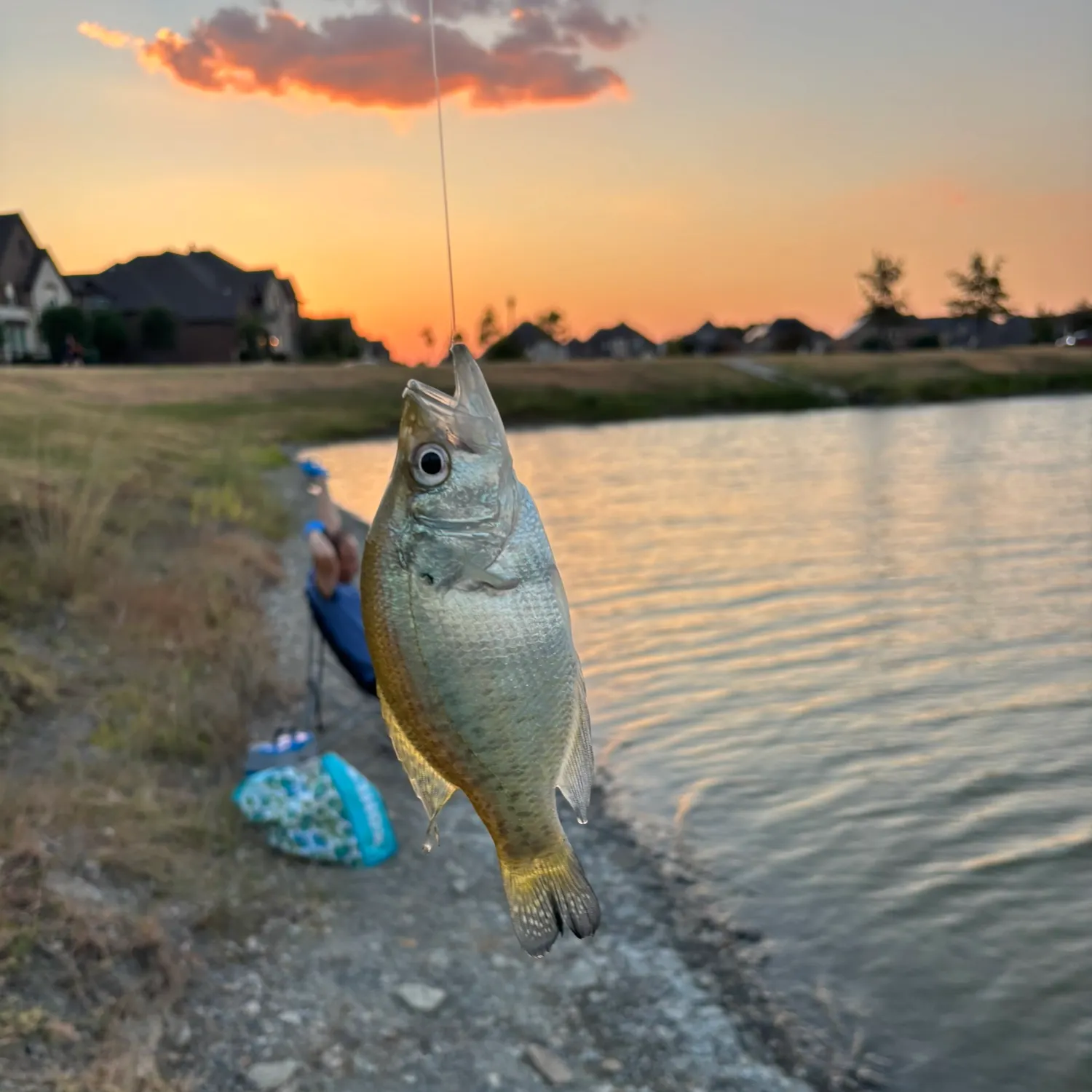 White crappie caught on Fishbrain