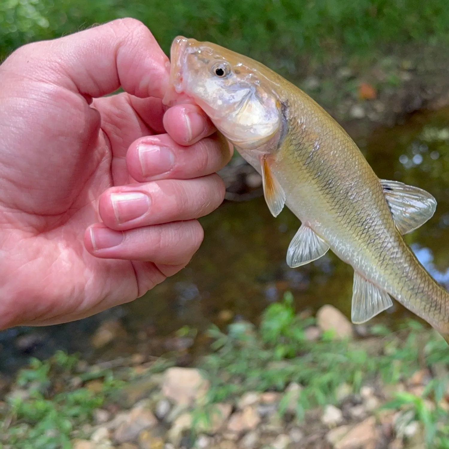 Creek chub caught on Fishbrain