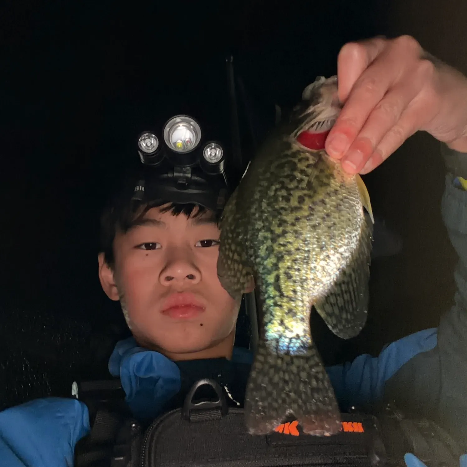 Black crappie caught on Fishbrain