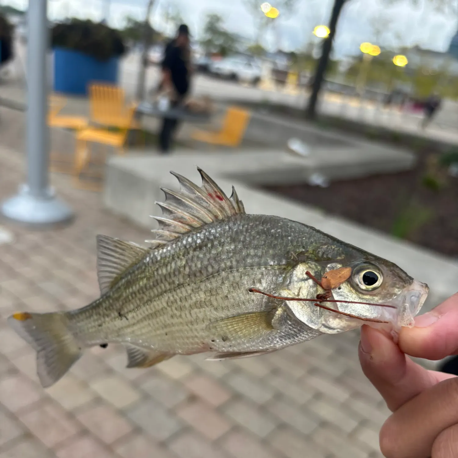 catch