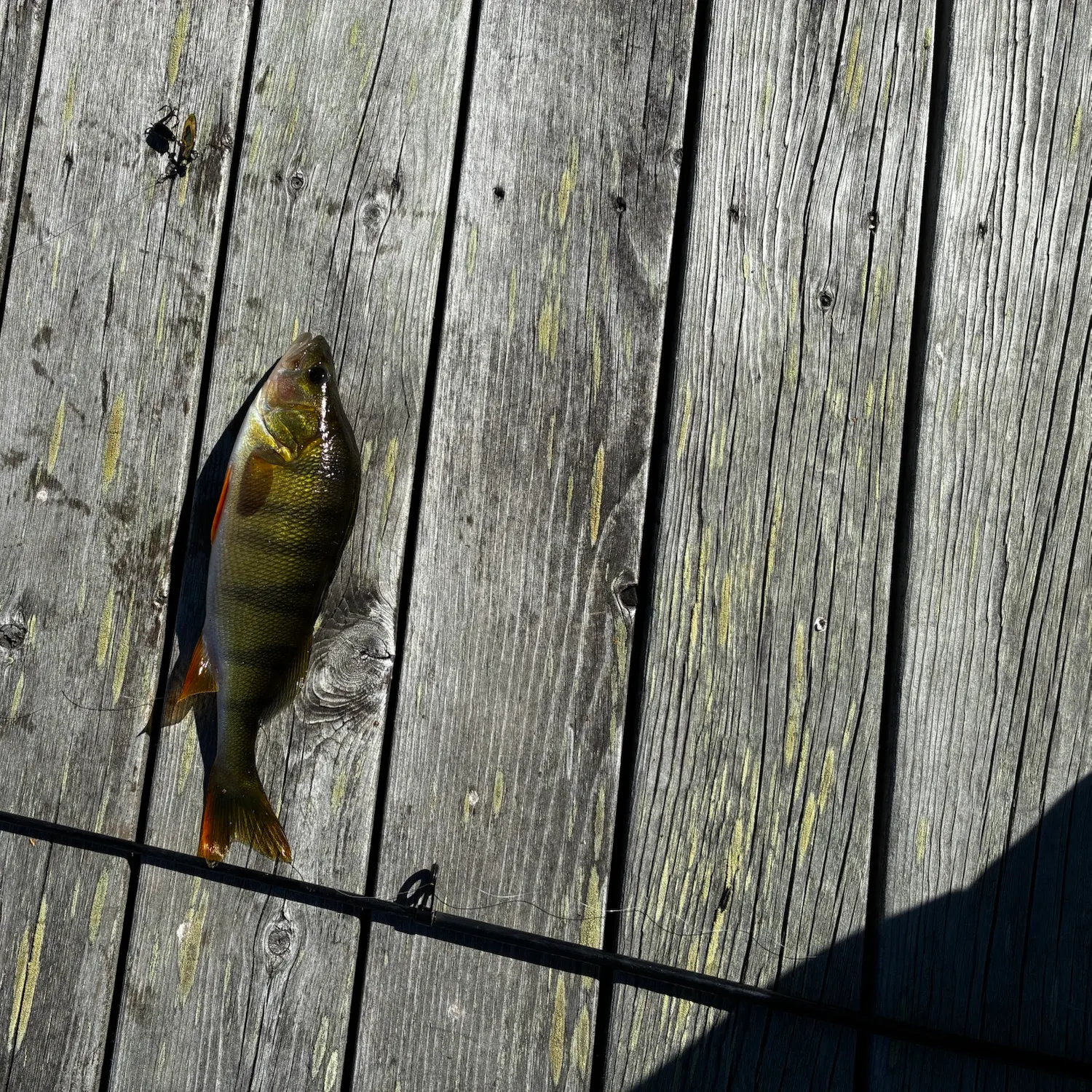 European perch caught on Fishbrain