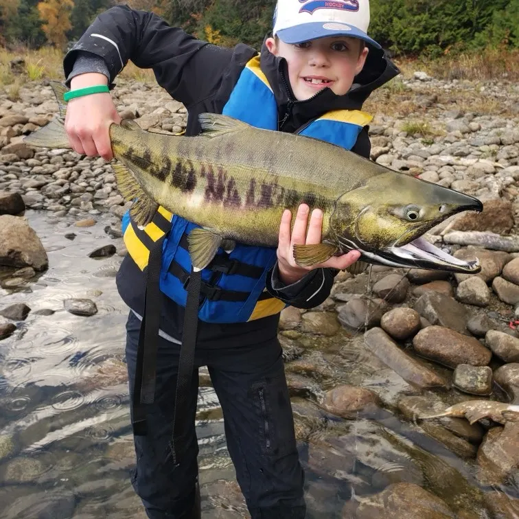 Chum salmon caught on Fishbrain