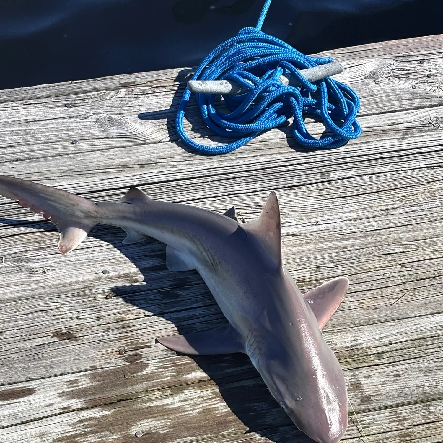 Sandbar shark caught on Fishbrain