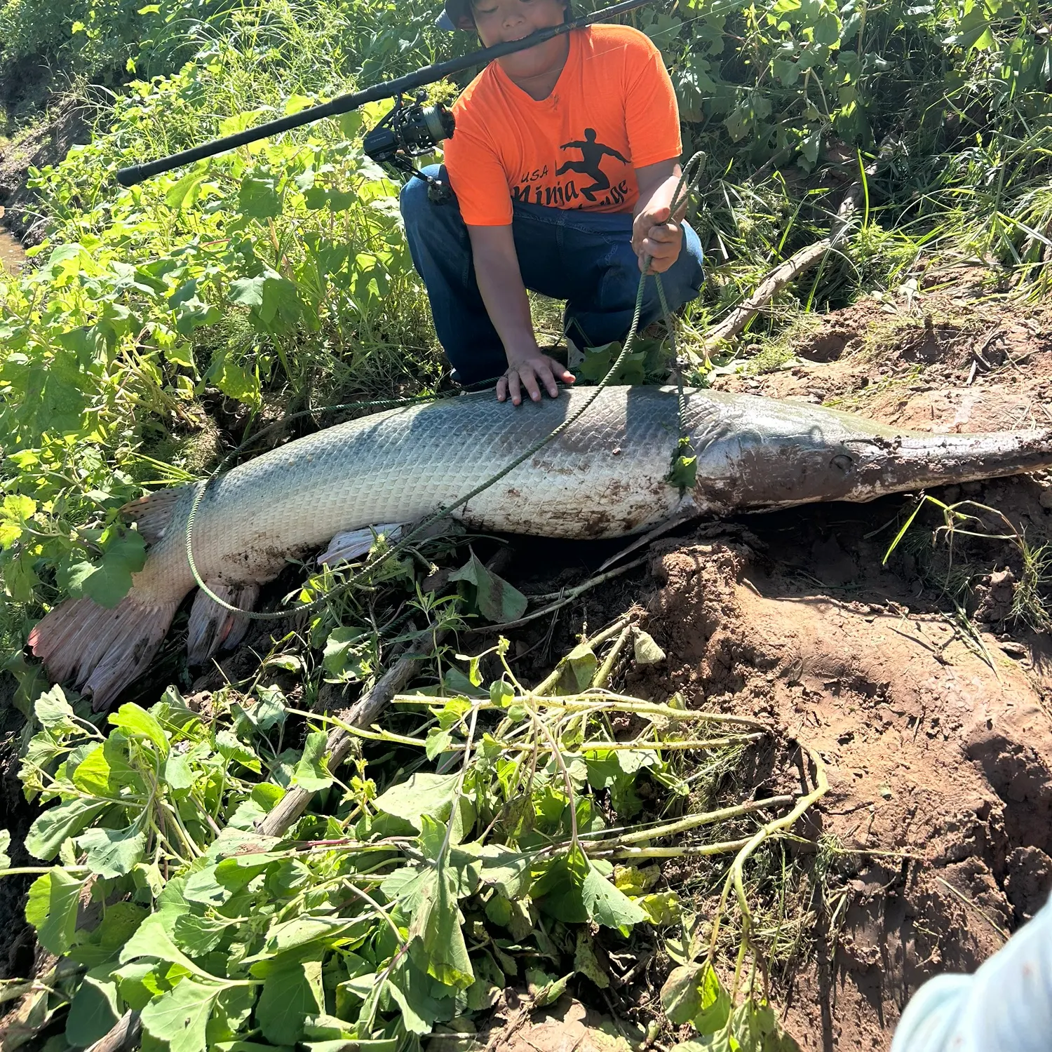 Alligator gar caught on Fishbrain