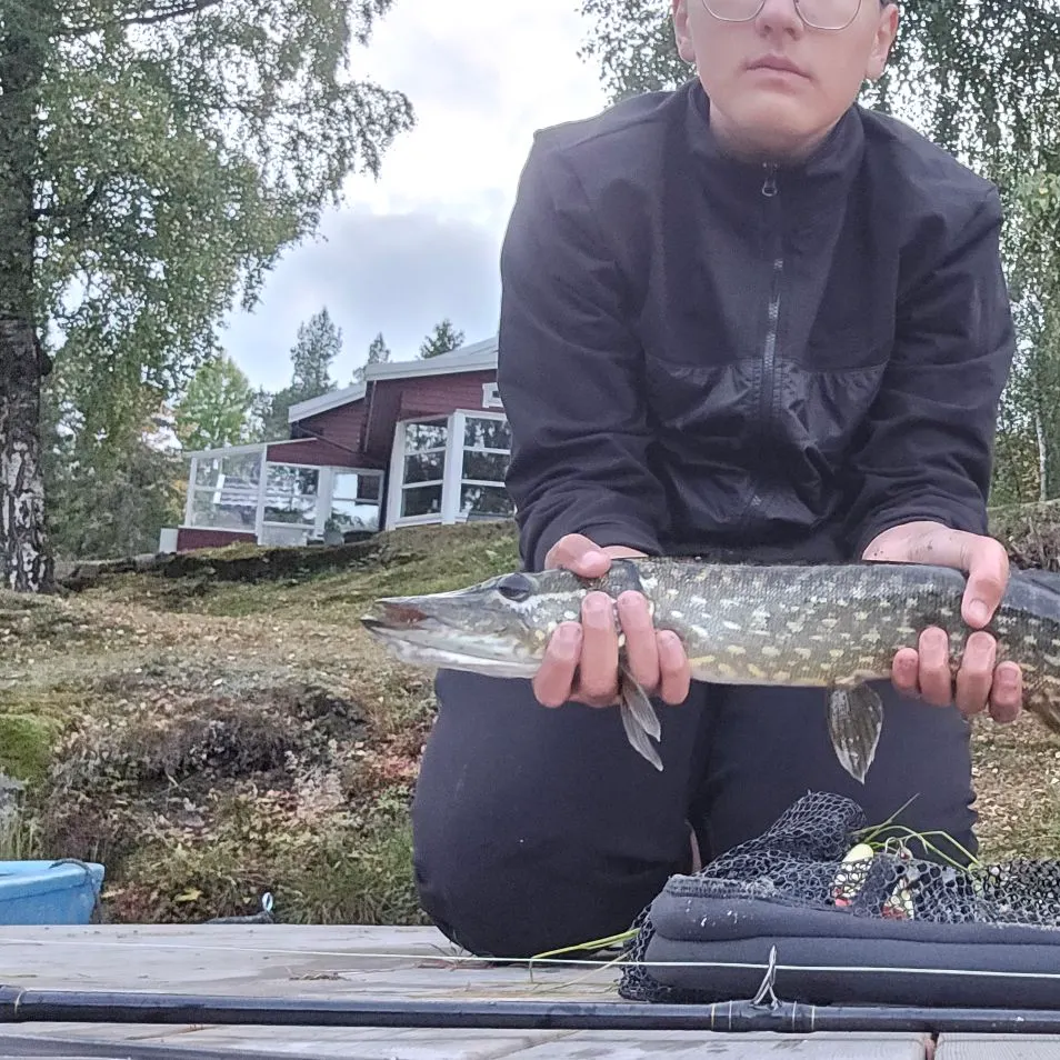 Northern pike caught on Fishbrain