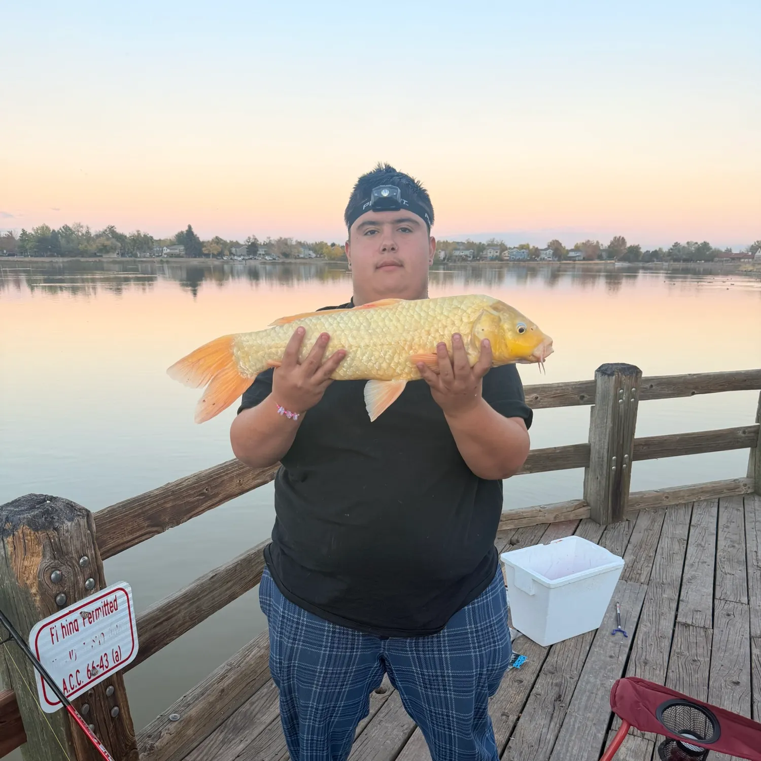 Common carp caught on Fishbrain