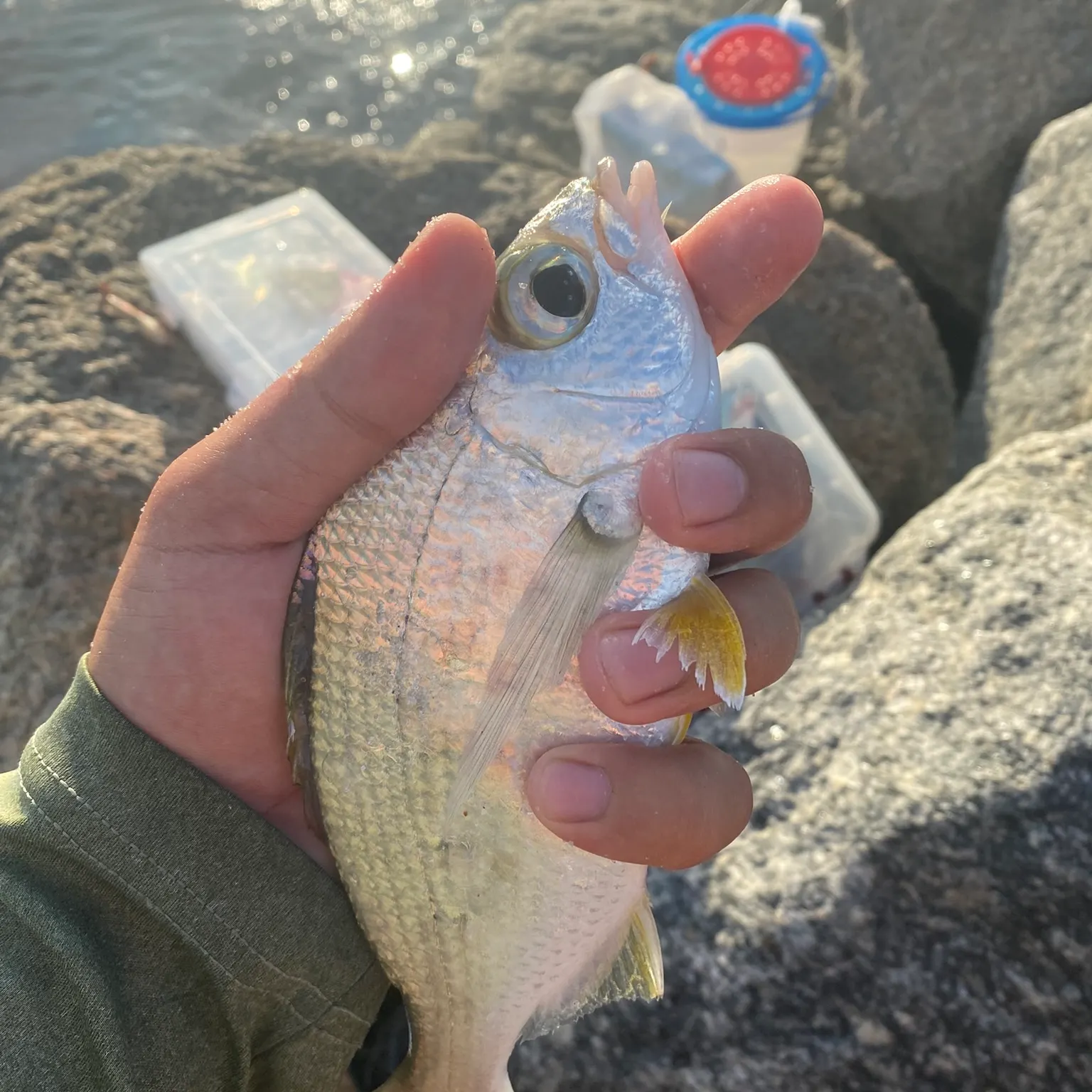 catch