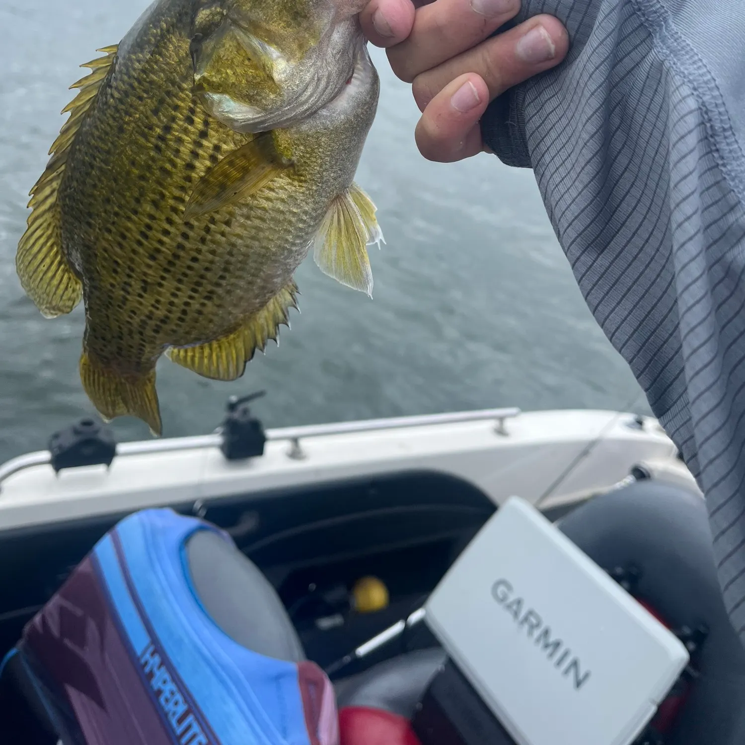 Rock bass caught on Fishbrain
