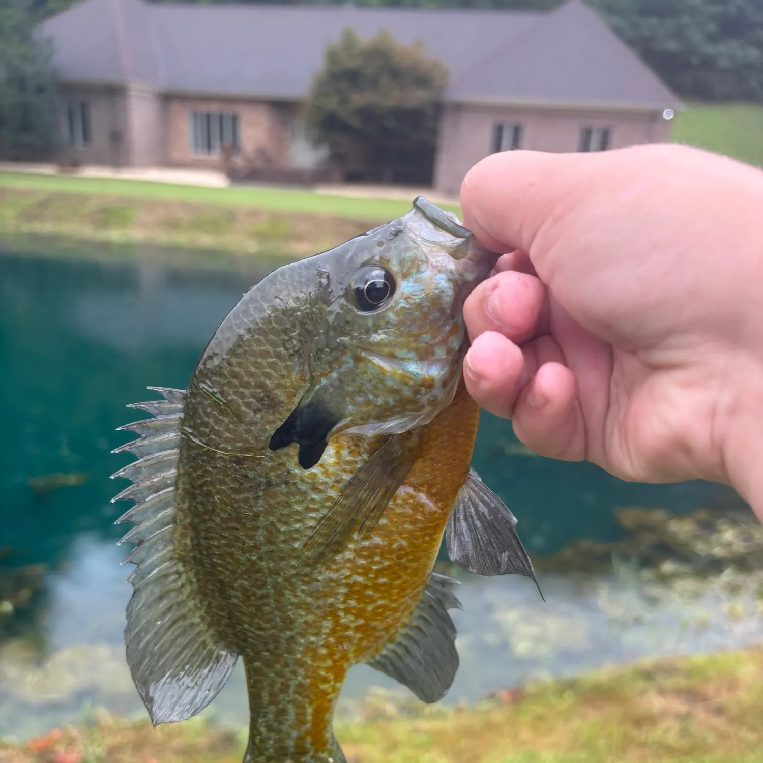 Bluegill caught on Fishbrain