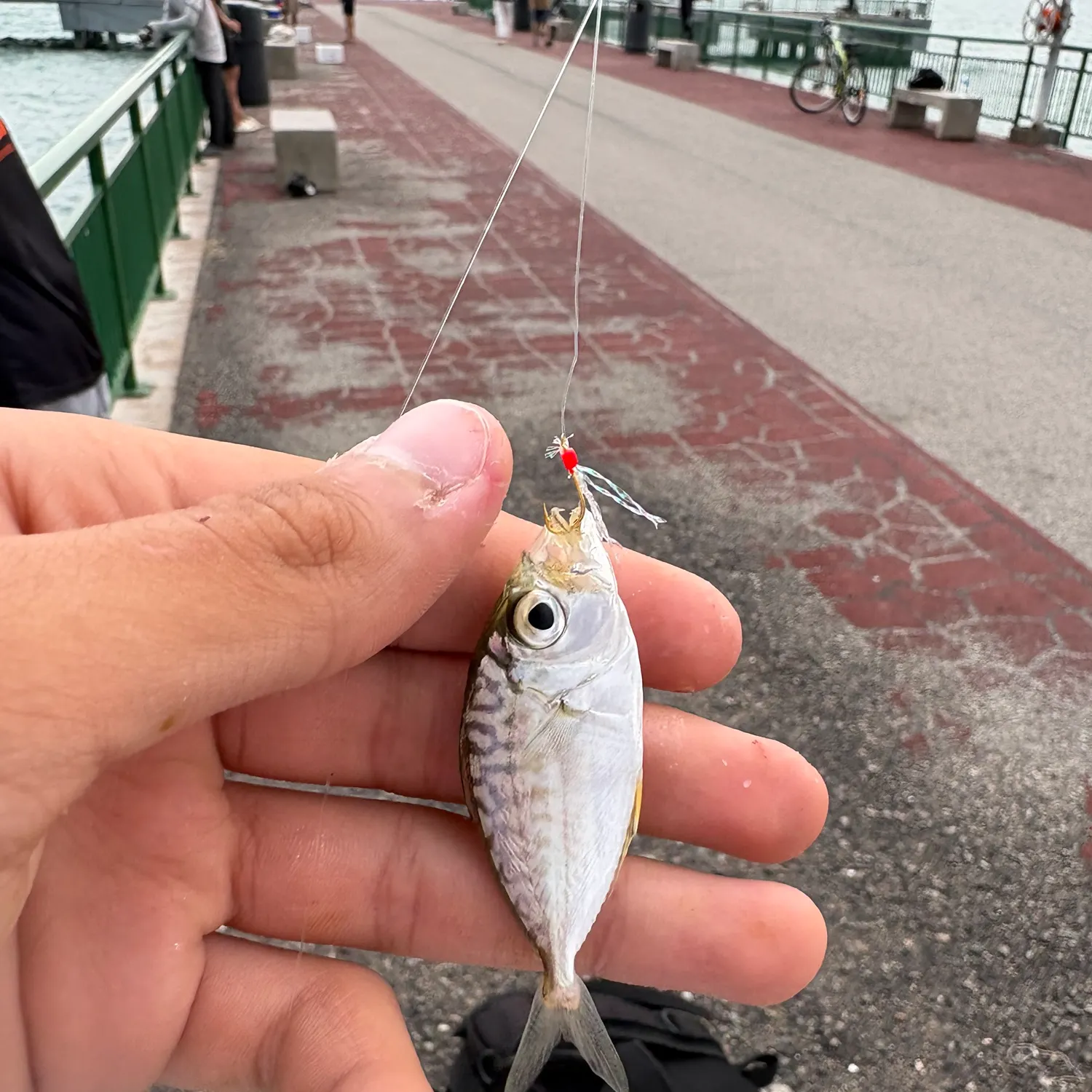 The most recent Silver porgy catches on Fishbrain
