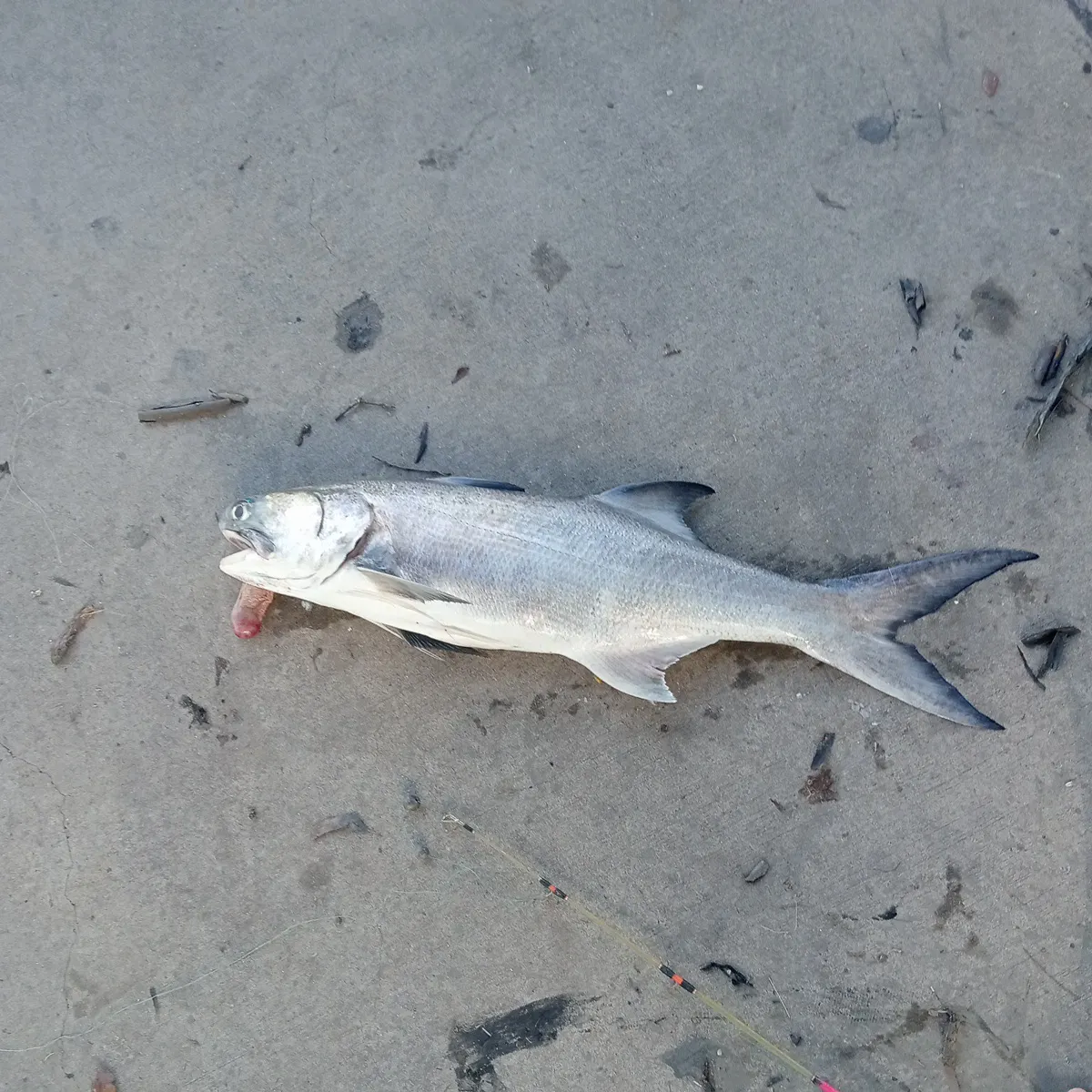 The most recent Fourfinger threadfin catches on Fishbrain