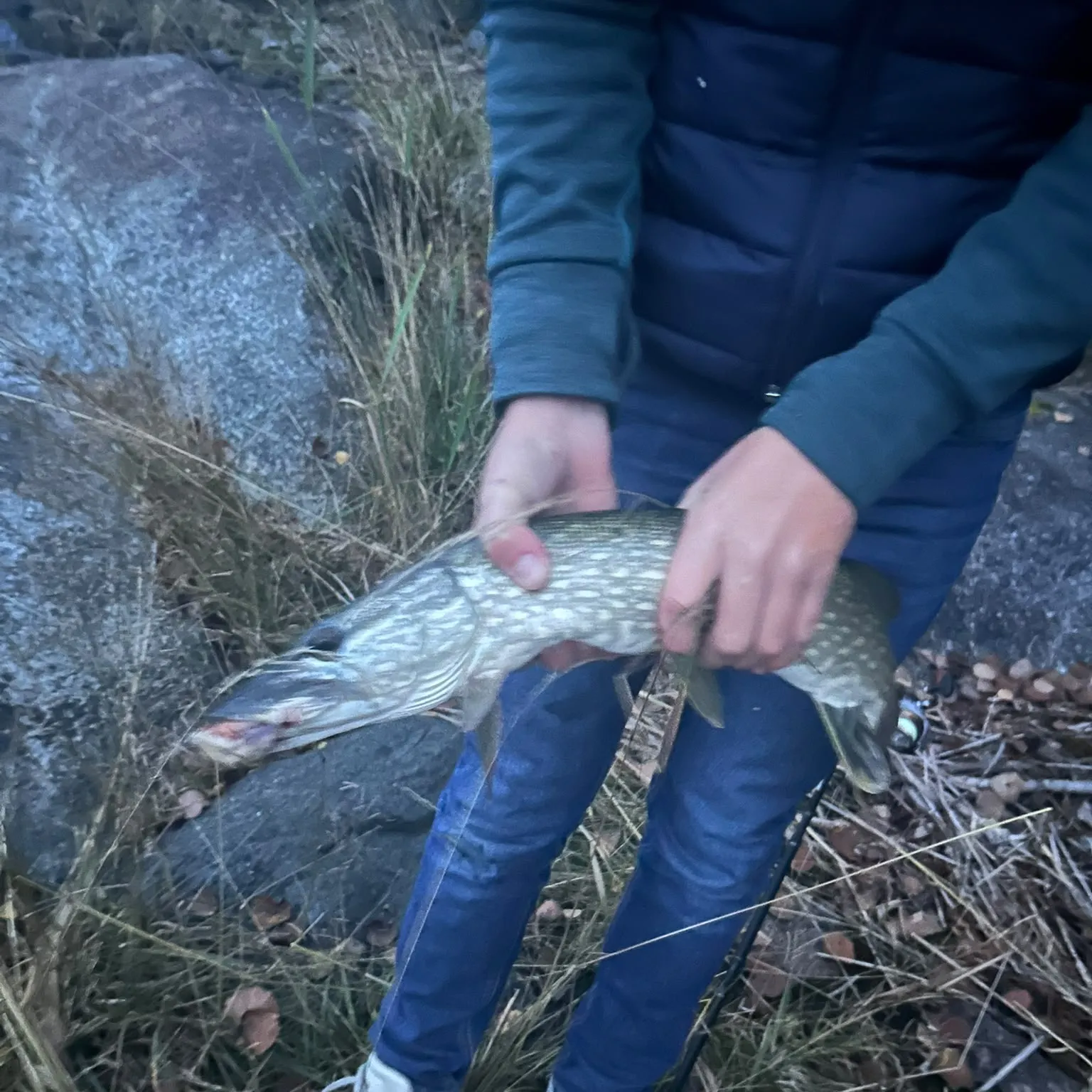 Northern pike caught on Fishbrain