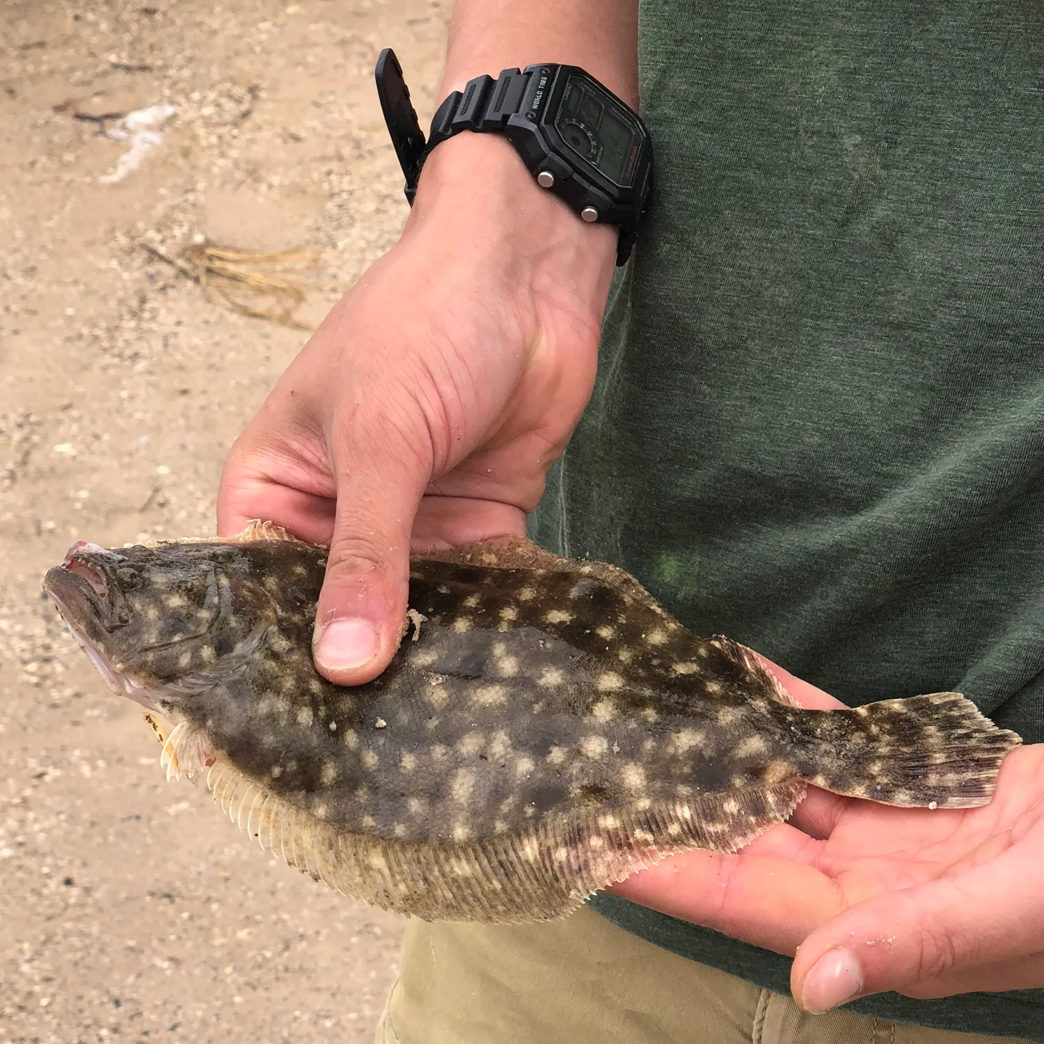 The most recent Southern flounder catches on Fishbrain