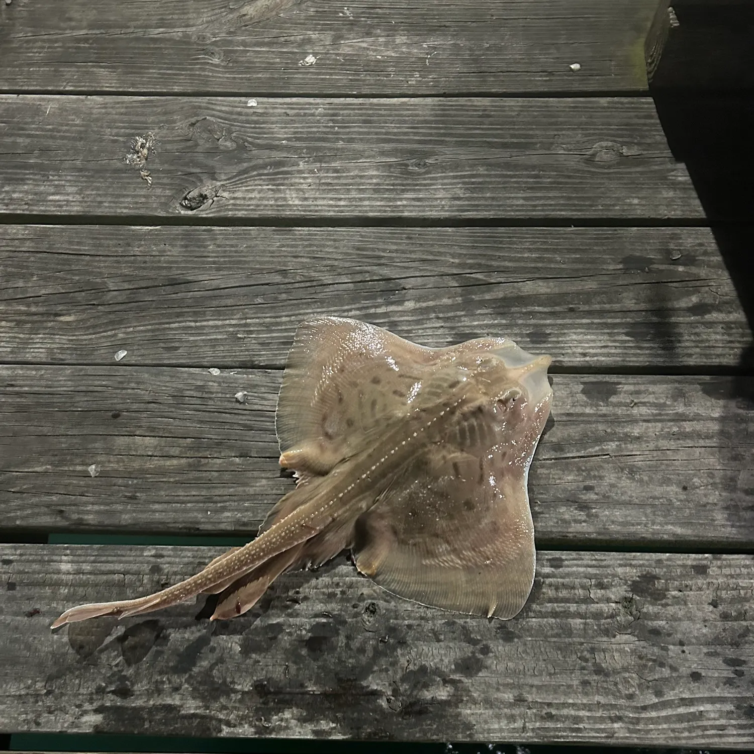 The most recent Clearnose skate catches on Fishbrain