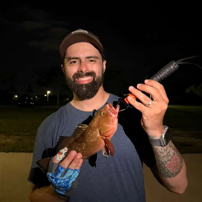 Red grouper caught on Fishbrain