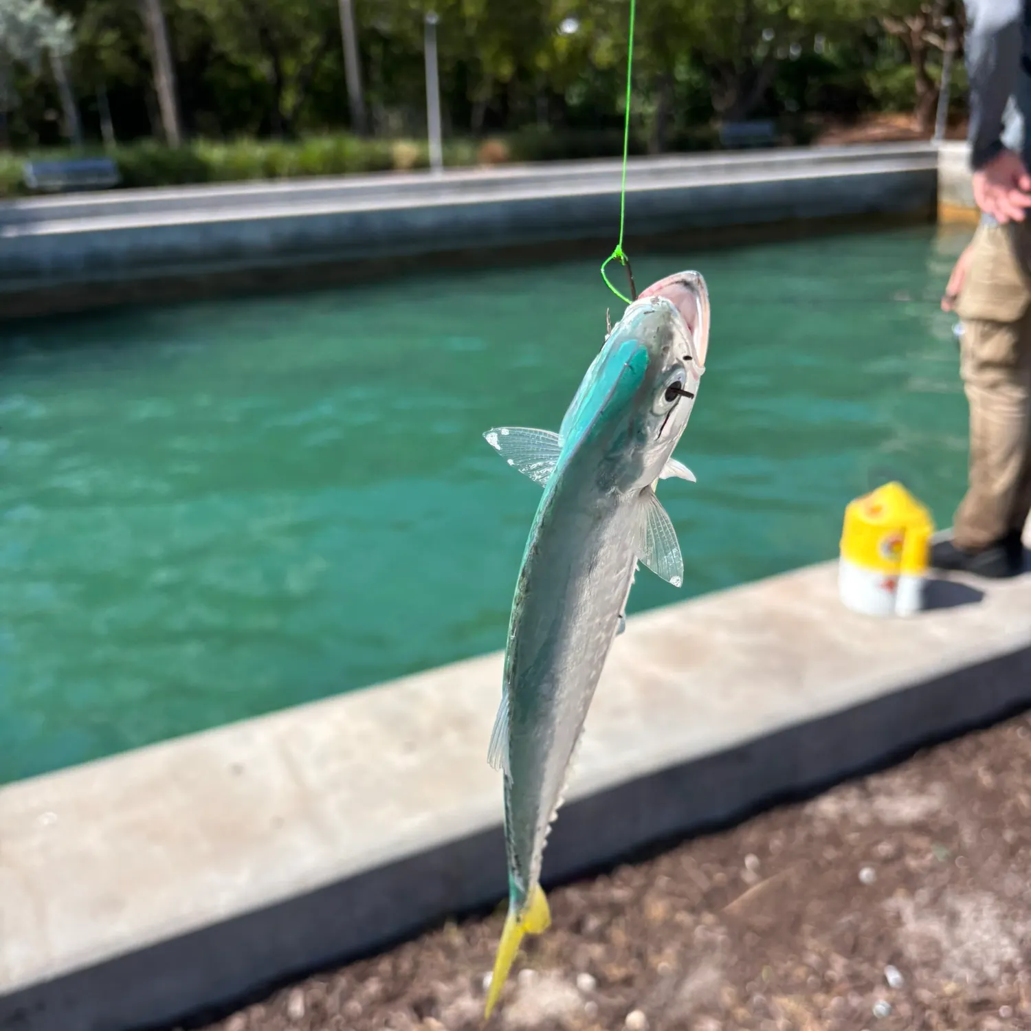 The most popular recent Leatherjack catch on Fishbrain