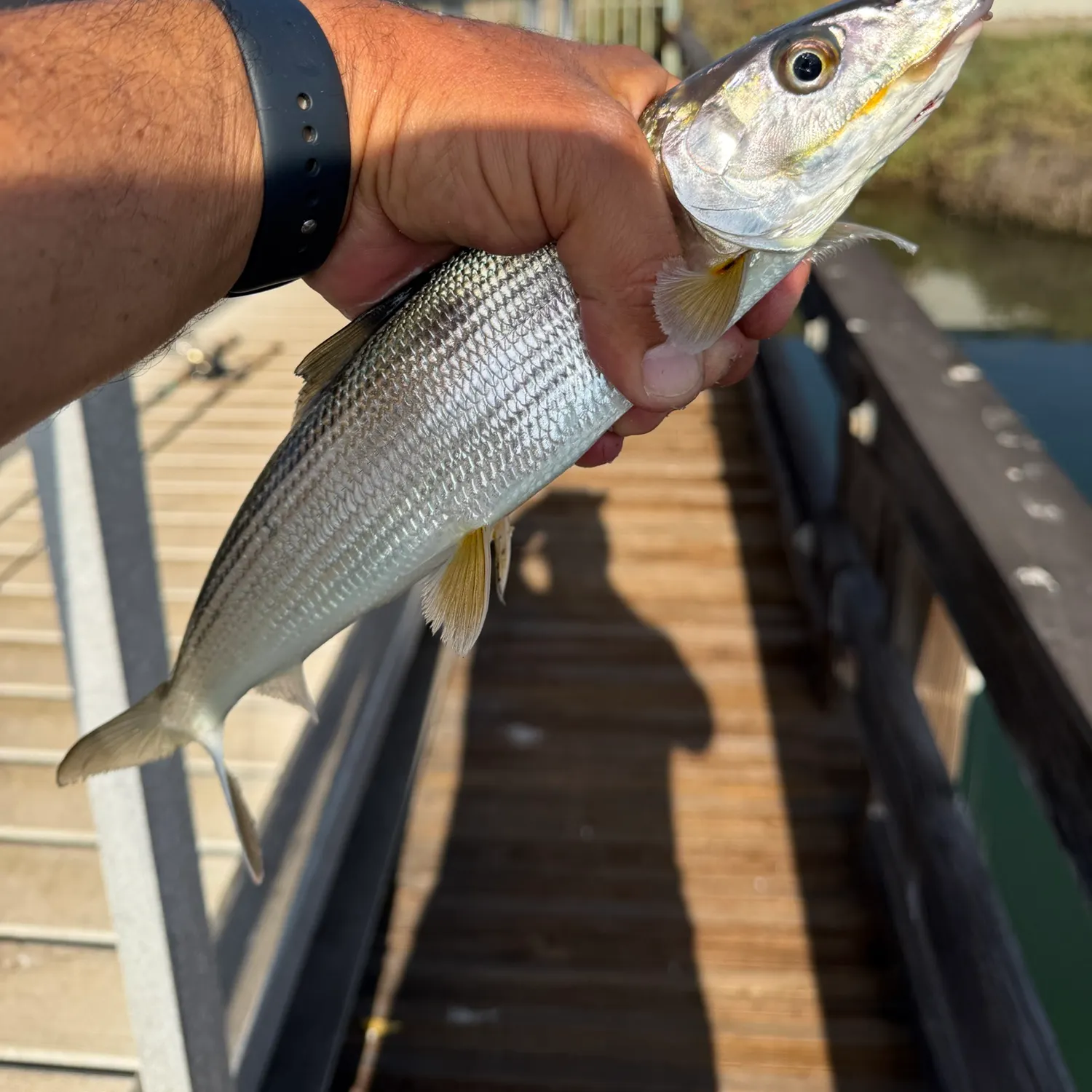 West Atlantic bonefish caught on Fishbrain