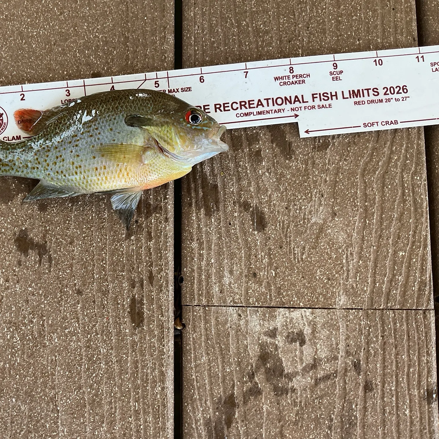Redbreast sunfish caught on Fishbrain