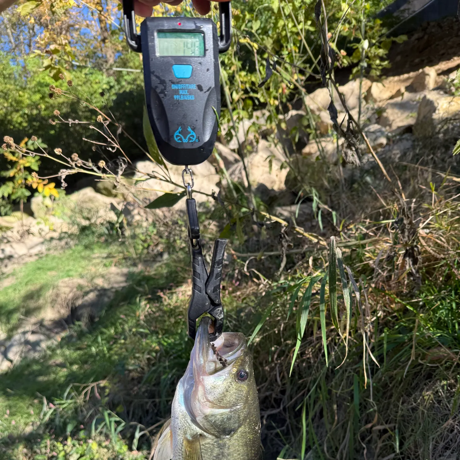 Largemouth bass caught on Fishbrain