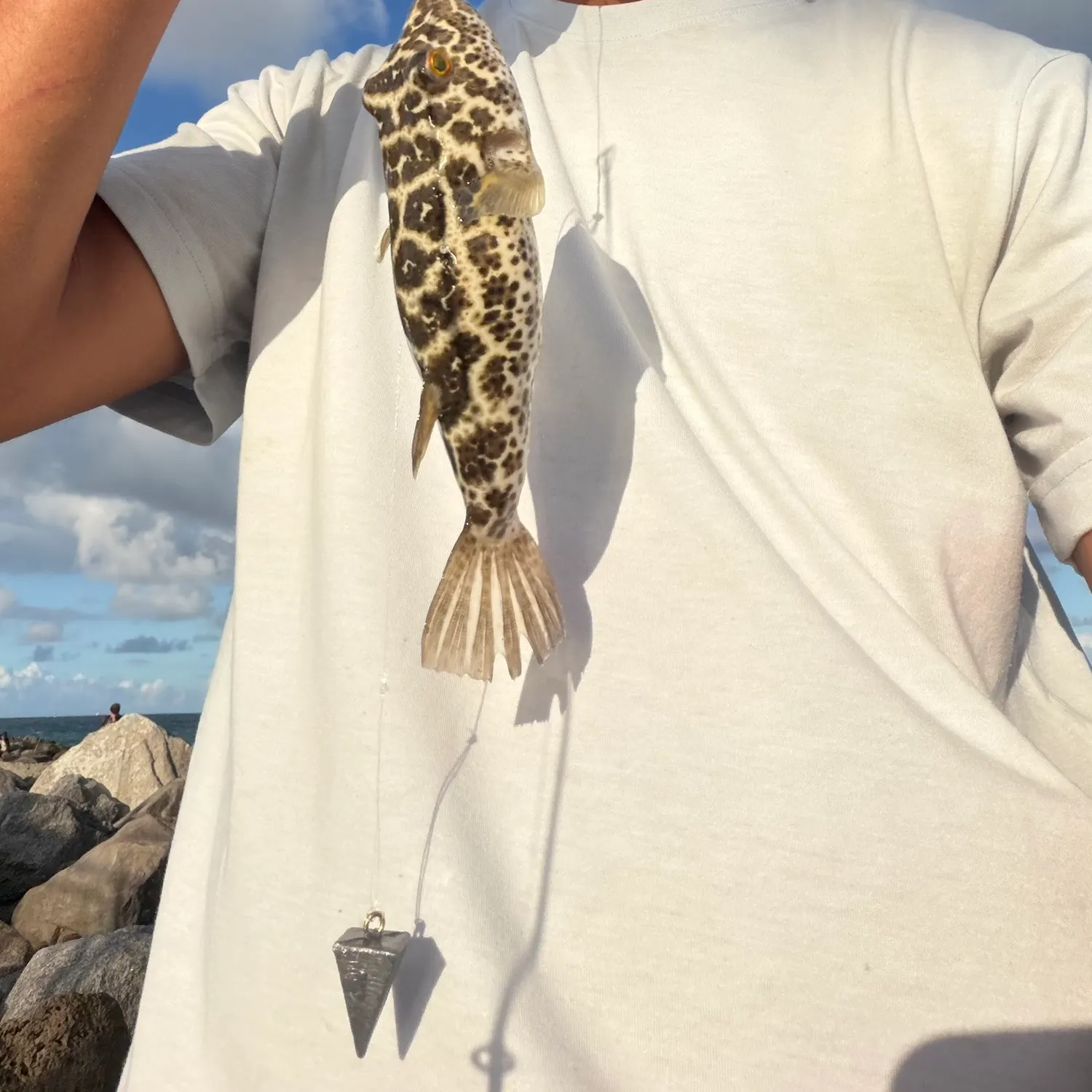 Southern puffer caught on Fishbrain