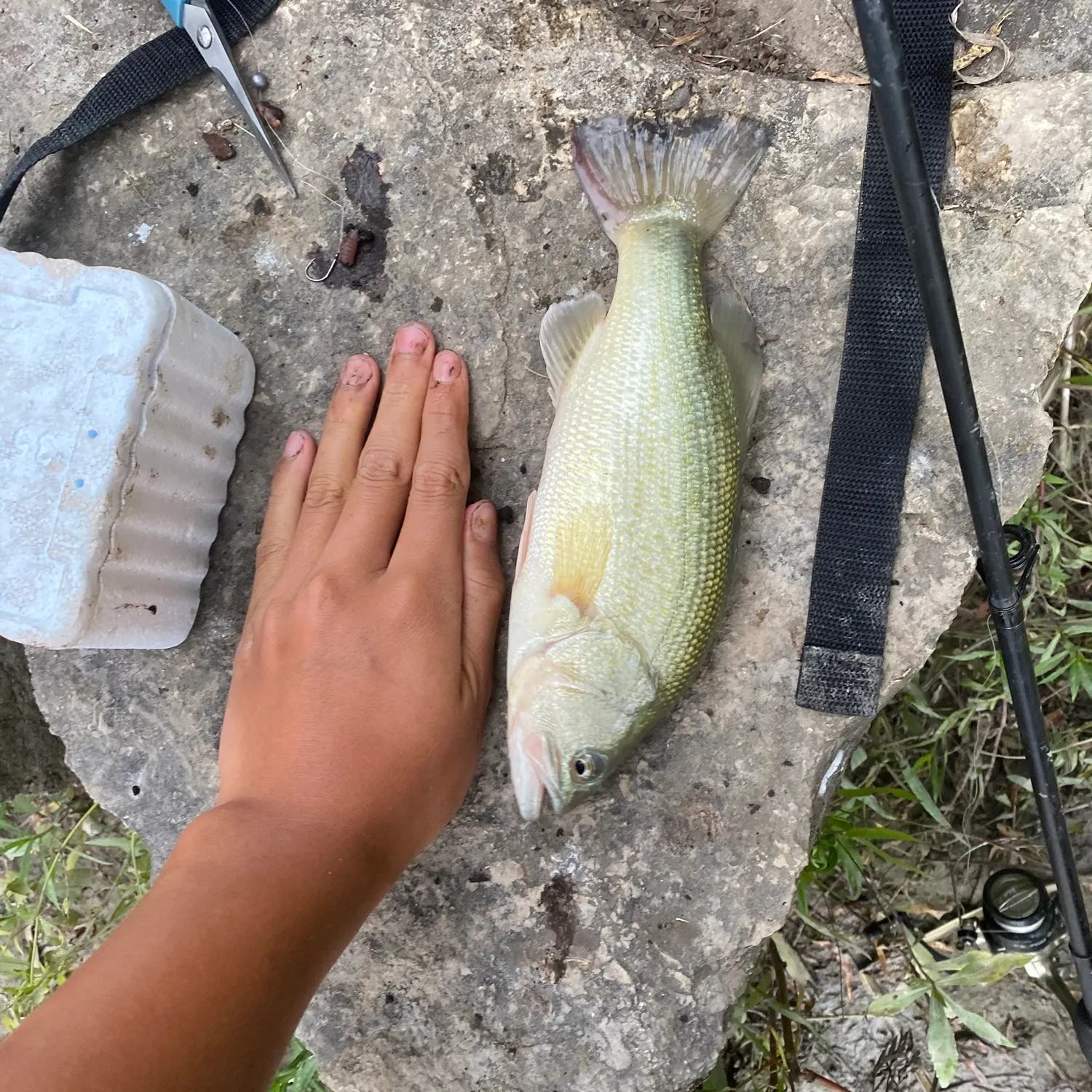 Largemouth bass caught on Fishbrain