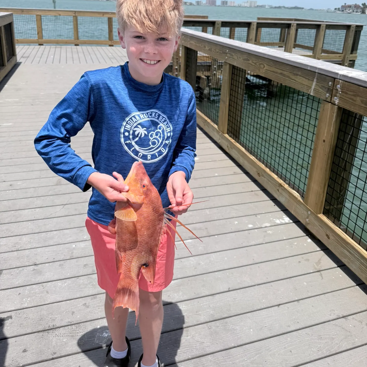 Hogfish caught on Fishbrain