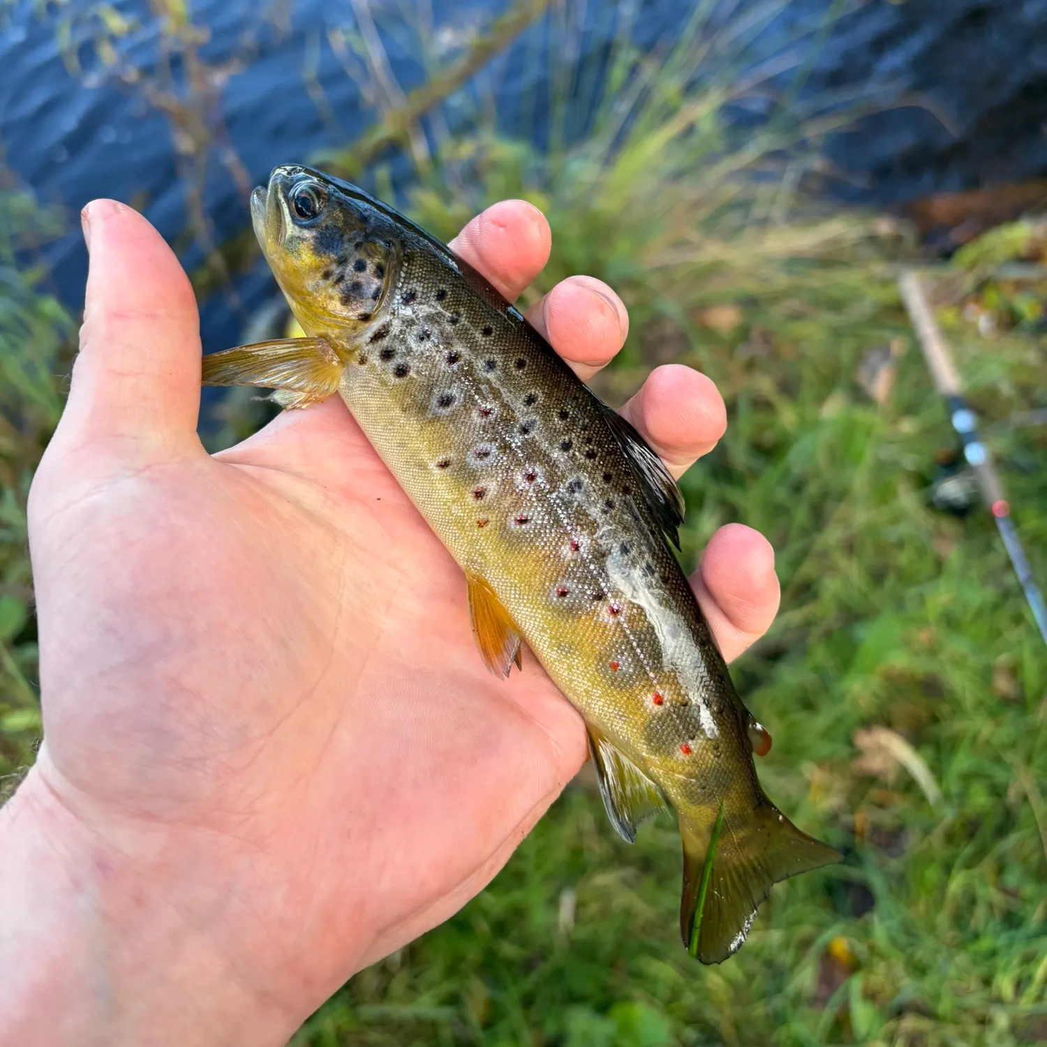 Brown trout caught on Fishbrain