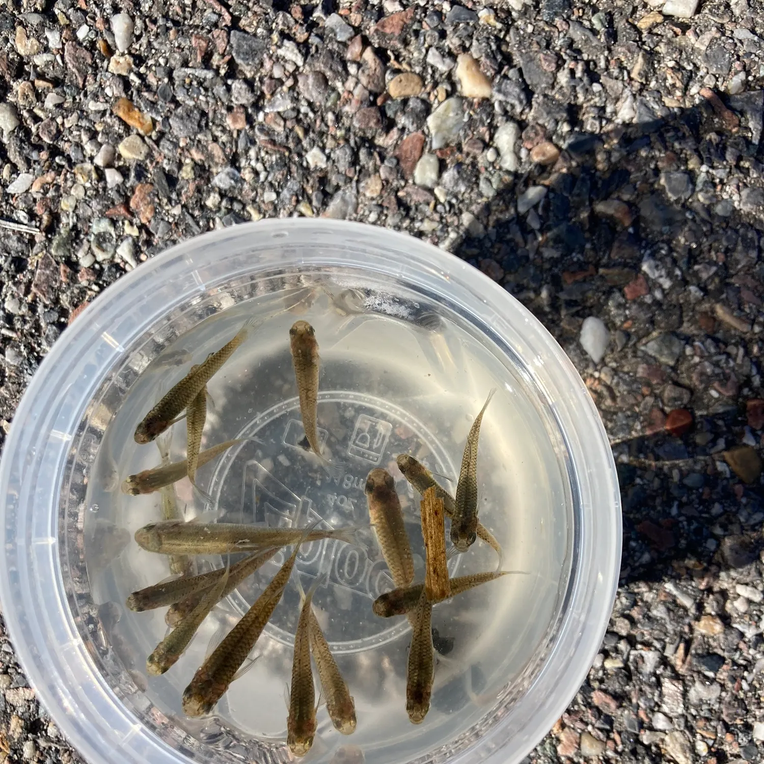 Western mosquitofish caught on Fishbrain