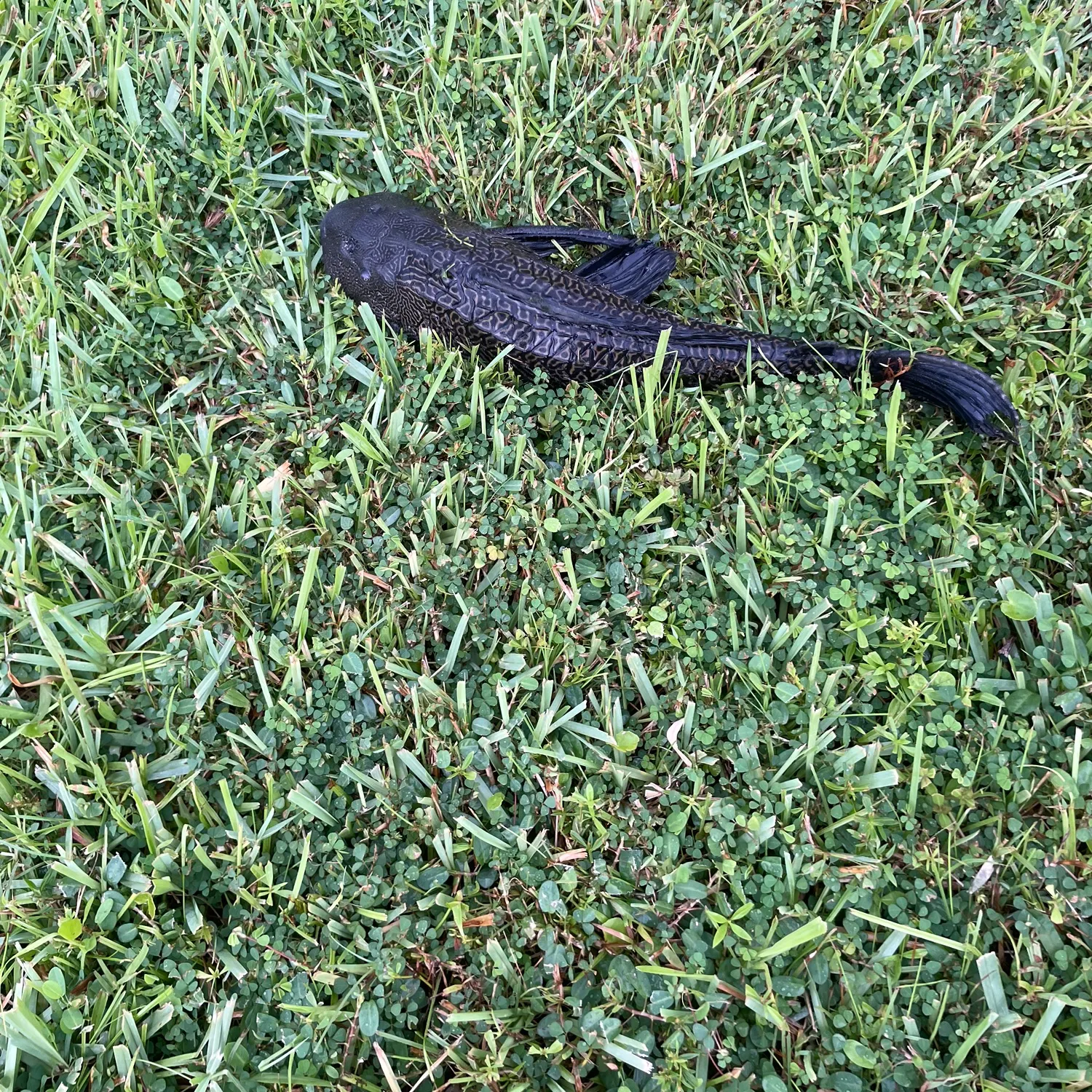 The most recent Suckermouth catfish catches on Fishbrain
