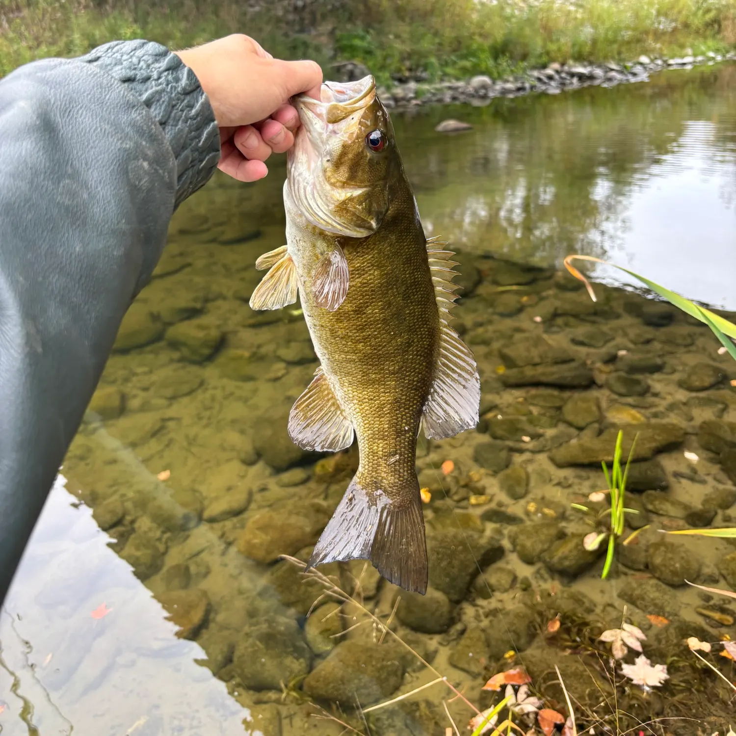 Smallmouth bass caught on Fishbrain