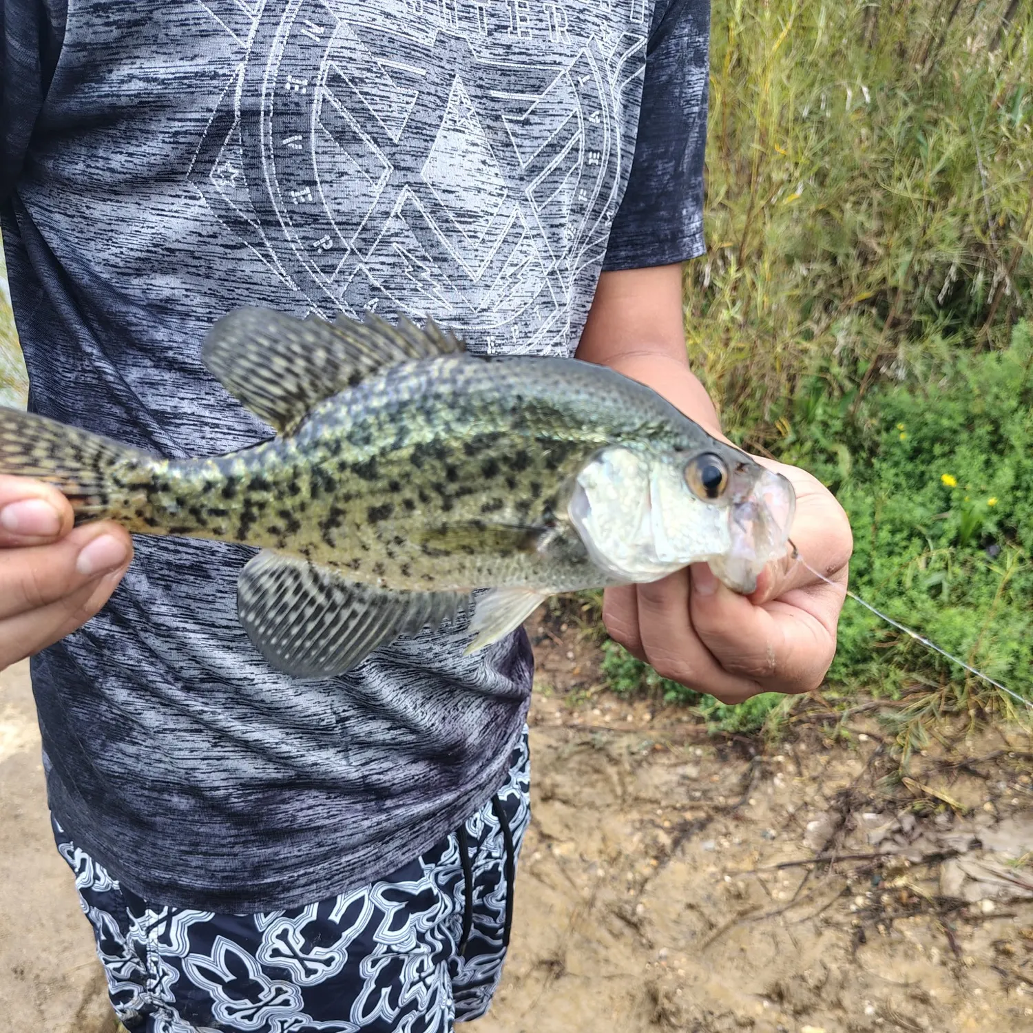 Black crappie caught on Fishbrain