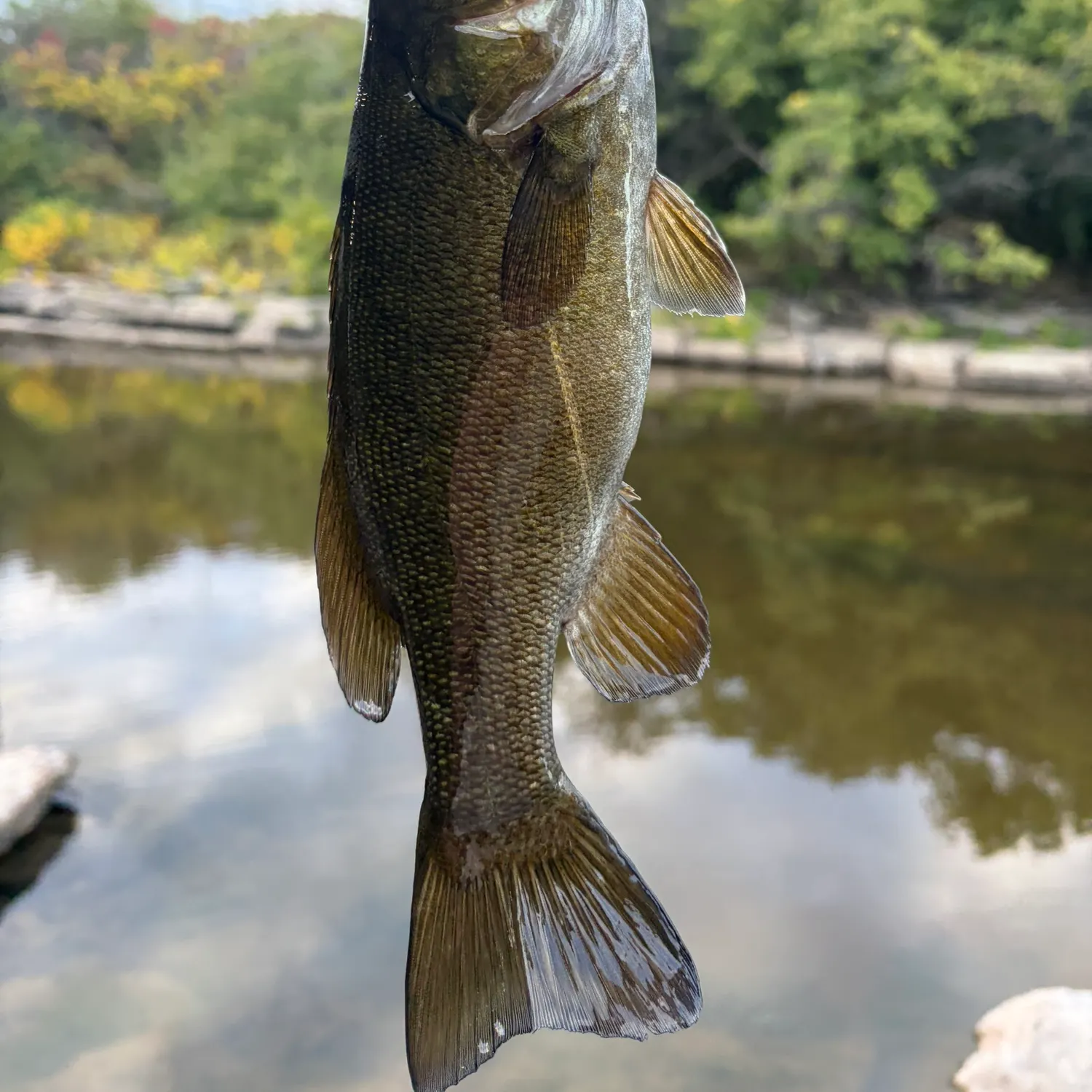 Smallmouth bass caught on Fishbrain